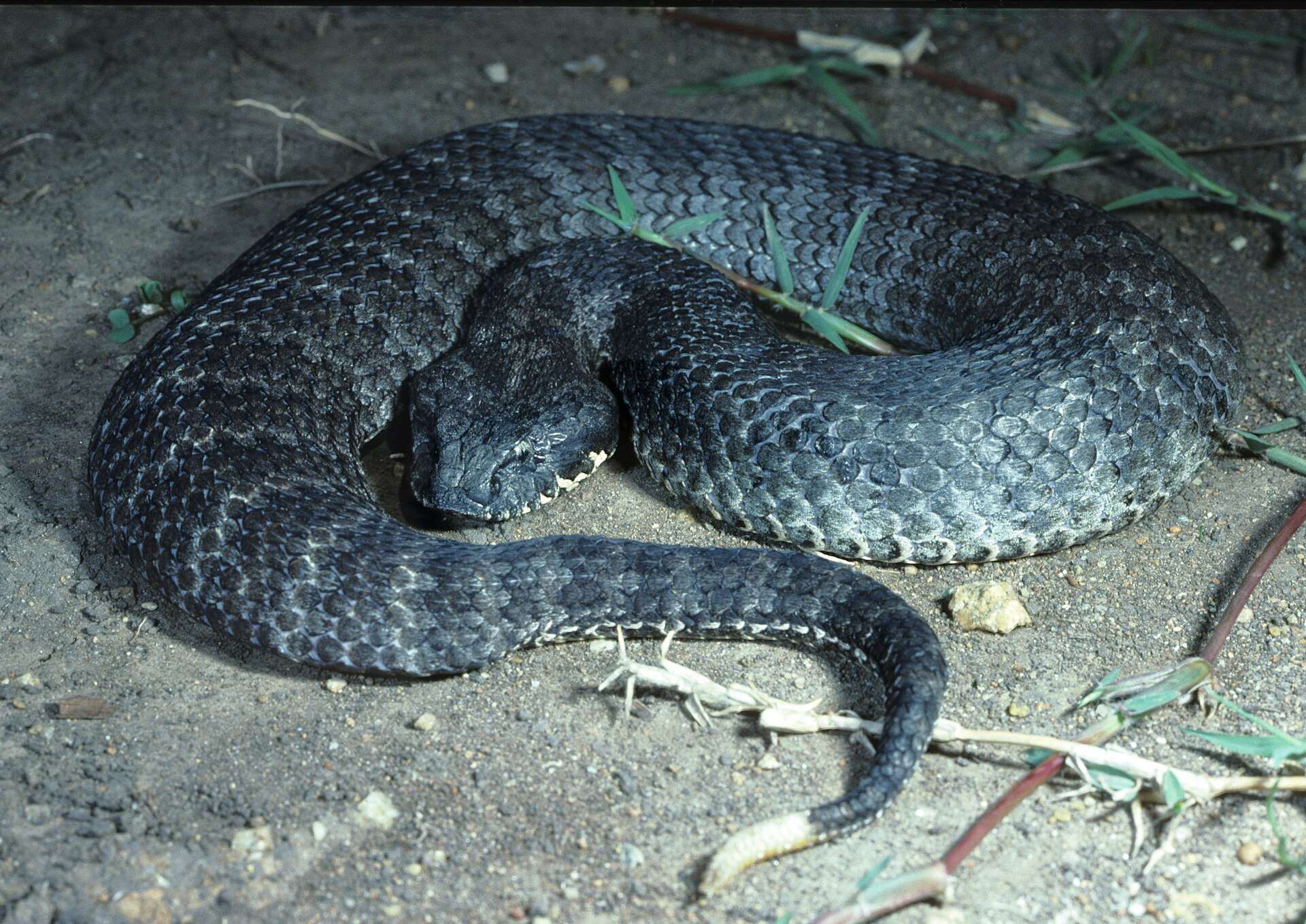 Grey common death adder coiled on sandy ground at night at Springbrook, Queensland, showing its broad head, barred lips and pale tail tip