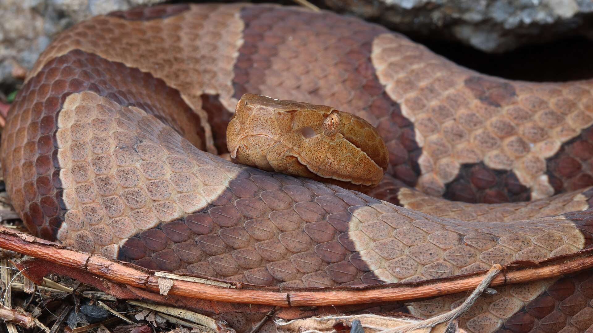 Copperhead coiled on leaf litter in Pennsylvania, its plain coppery head resting on pinkish-tan coils crossed by dark chestnut hourglass bands