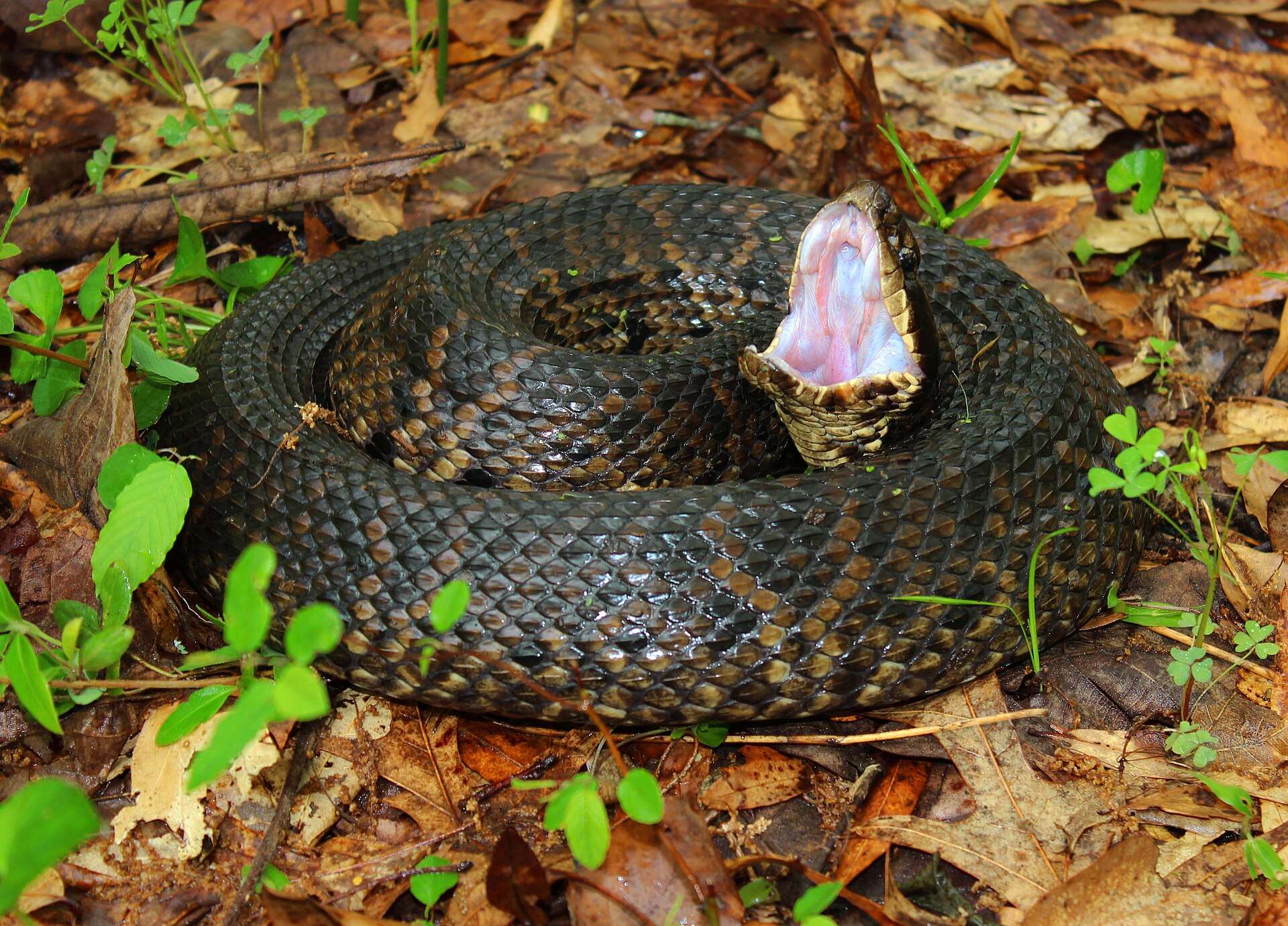 Dark olive-brown cottonmouth coiled among wet leaves in Arkansas, head raised and mouth gaping to show its pale lining