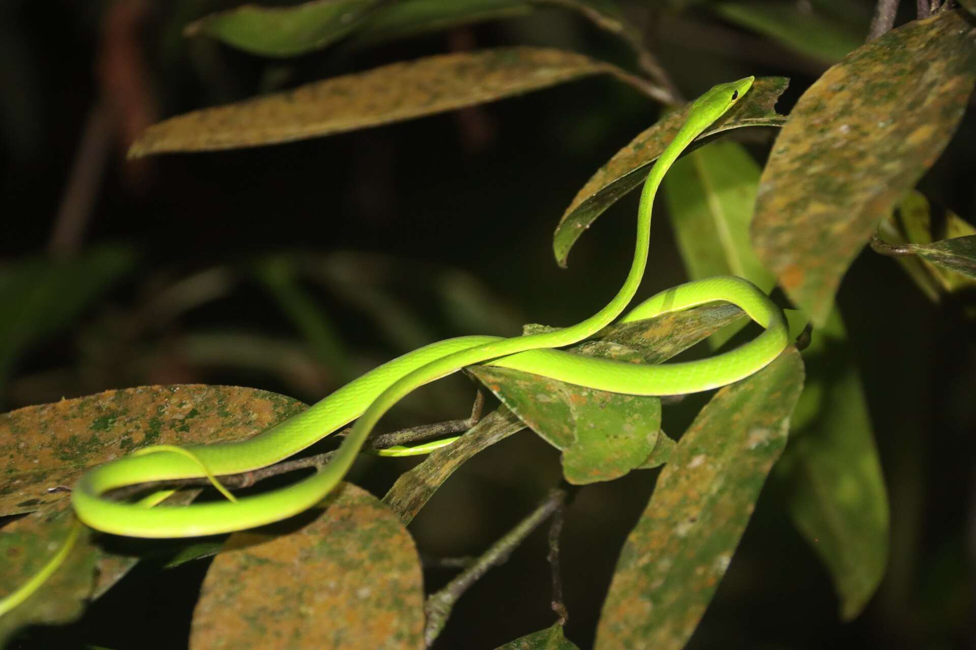 Bright green vine snake stretched across leaves at night in Sri Lanka, showing its long, very slender body and pointed snout
