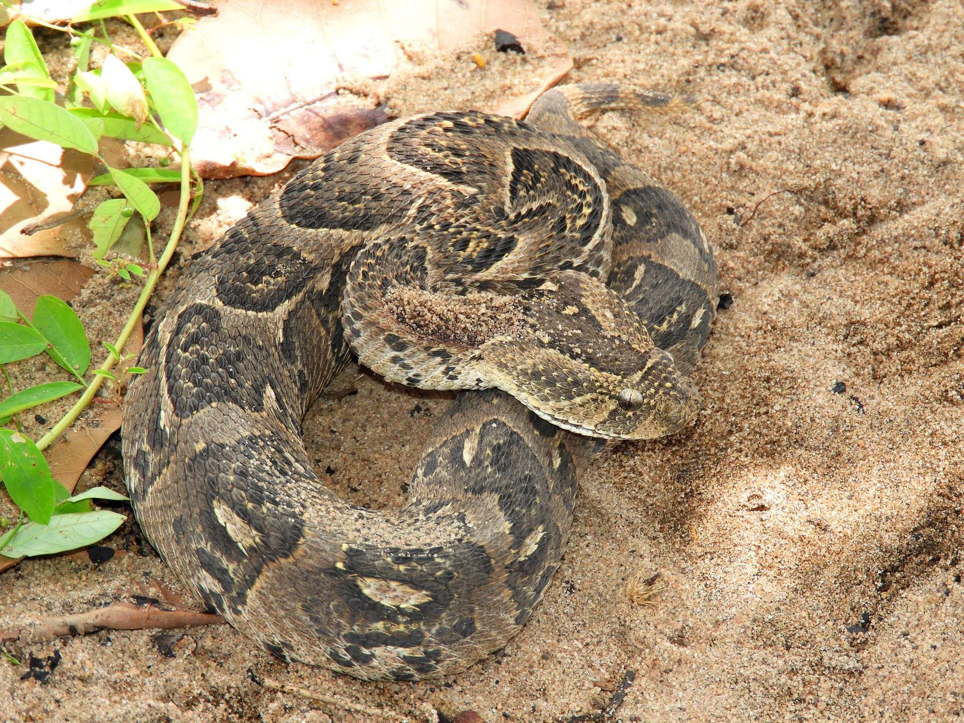 Puff adder coiled on pale sand beside green leaves in Mozambique, showing its broad head and dark chevrons edged with pale scales