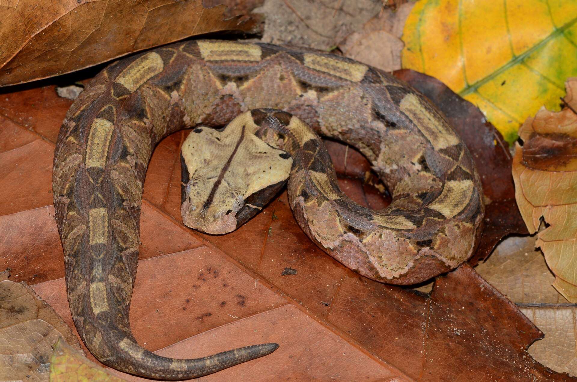 Coiled Gaboon viper on fallen leaves in the Republic of the Congo, showing its pale head with a dark central line and buff, brown and purple pattern