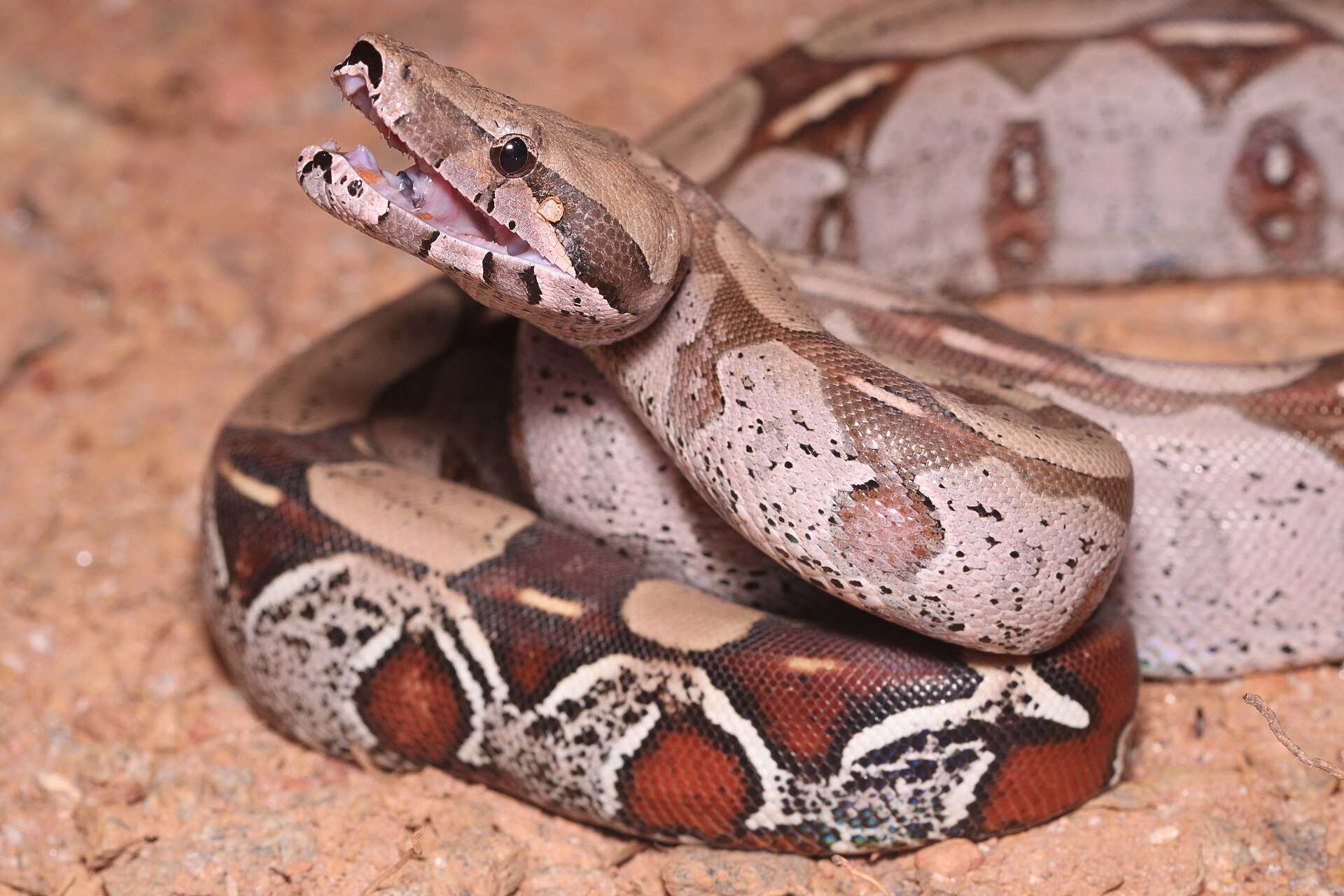 Boa constrictor in French Guiana raising its head with mouth open over its coils, showing pale pinkish-brown scales and red-and-cream tail markings