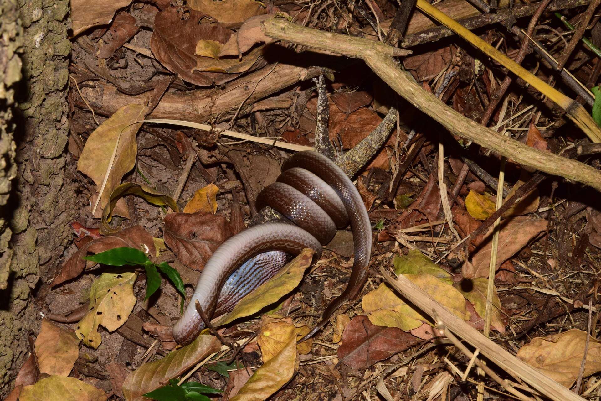 Brown house snake with a pearly belly coiled tightly around a tree agama it has caught, among dry leaves in KwaZulu-Natal, South Africa