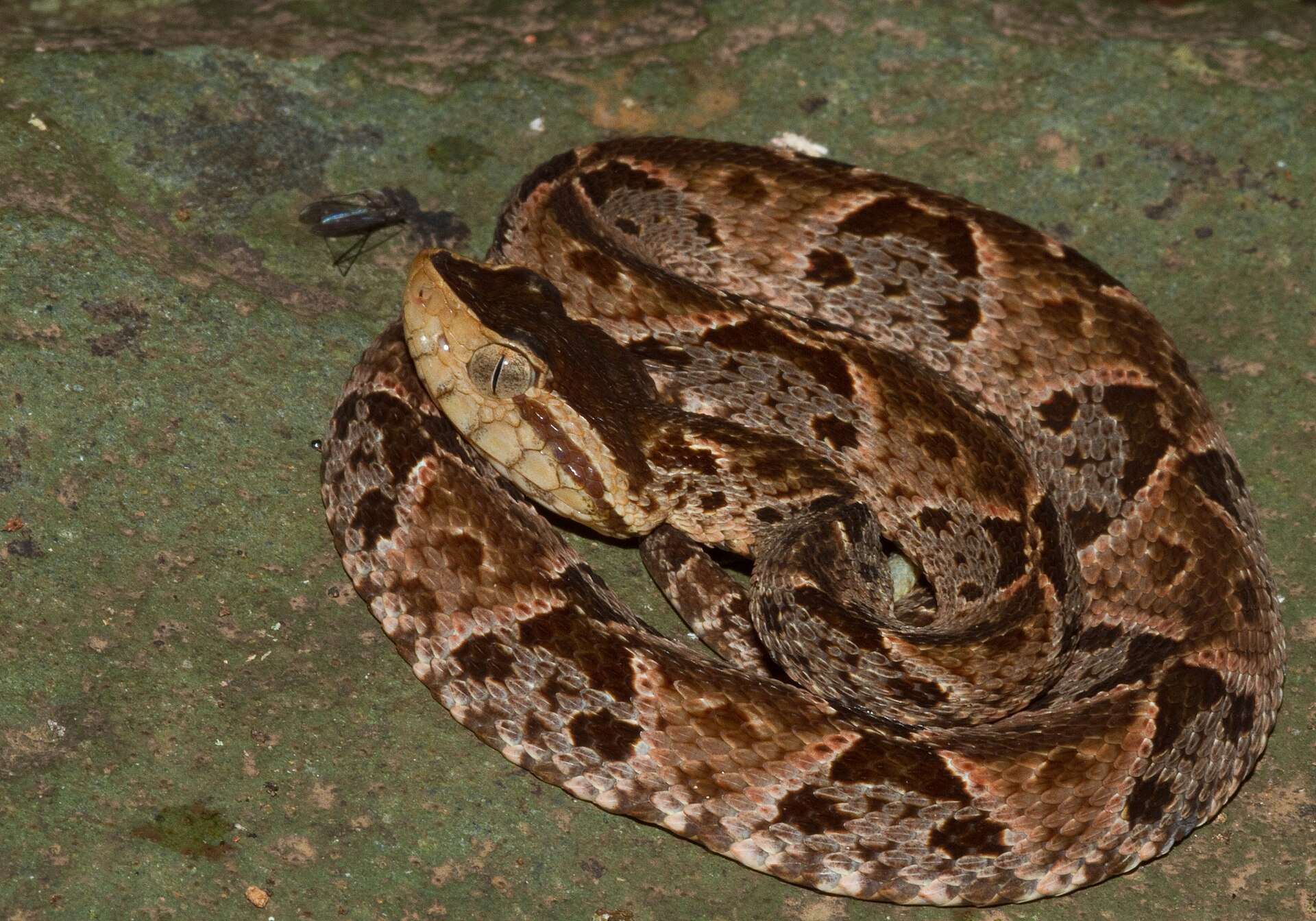 Terciopelo coiled on a mossy rock in Panama, showing its vertical pupil, dark stripe behind the eye and pale-edged dark triangles on a pinkish-brown body