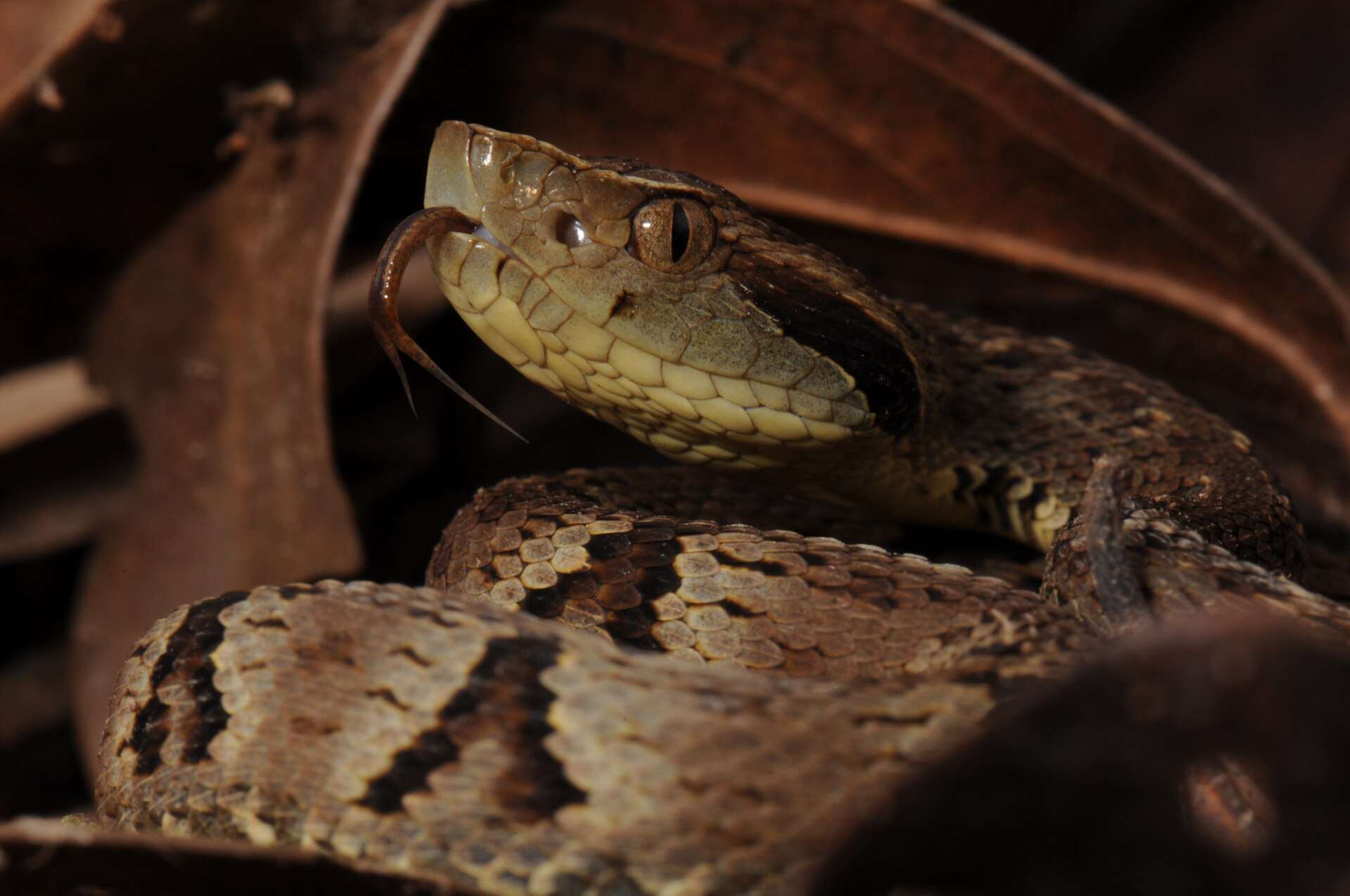 Jararaca among dry leaves in São Paulo state, Brazil, flicking its tongue, showing a pale lip, a dark stripe behind the eye and dark marks on its brown coils