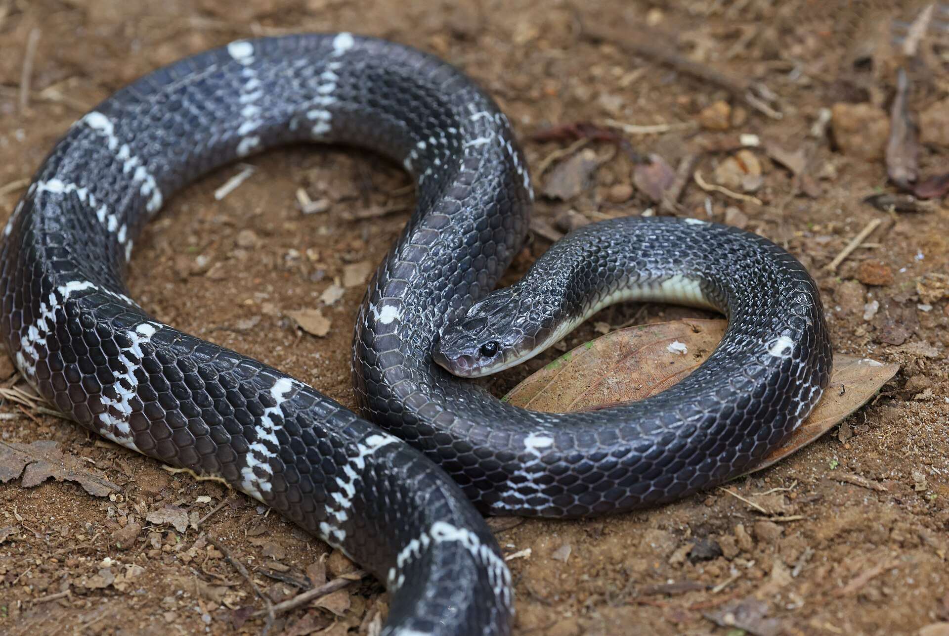 Common krait coiled on bare earth and dry leaves, showing thin white bands on a glossy black body
