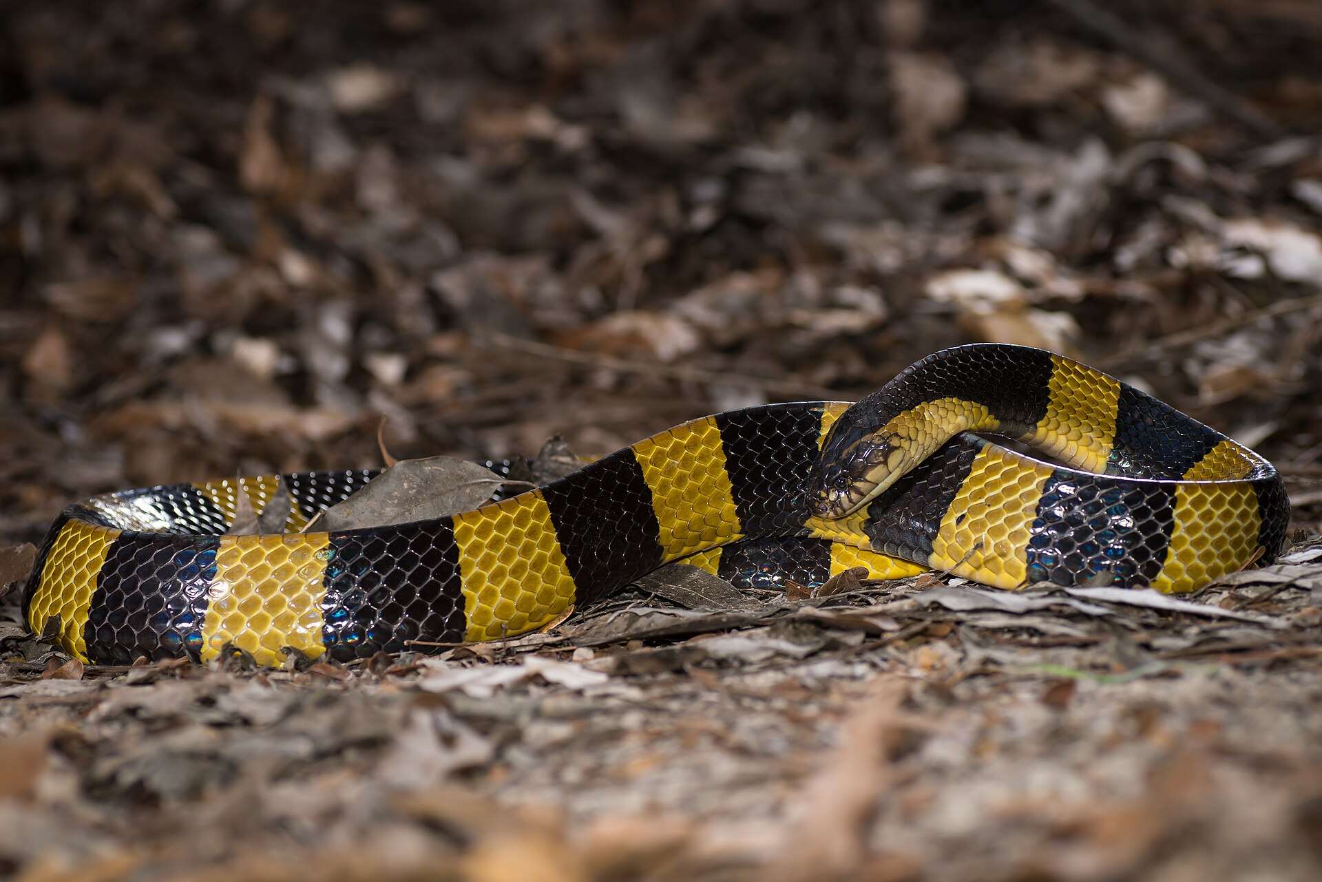 Banded krait resting on dry leaf litter at night in Thailand, its glossy body ringed with broad black and yellow bands