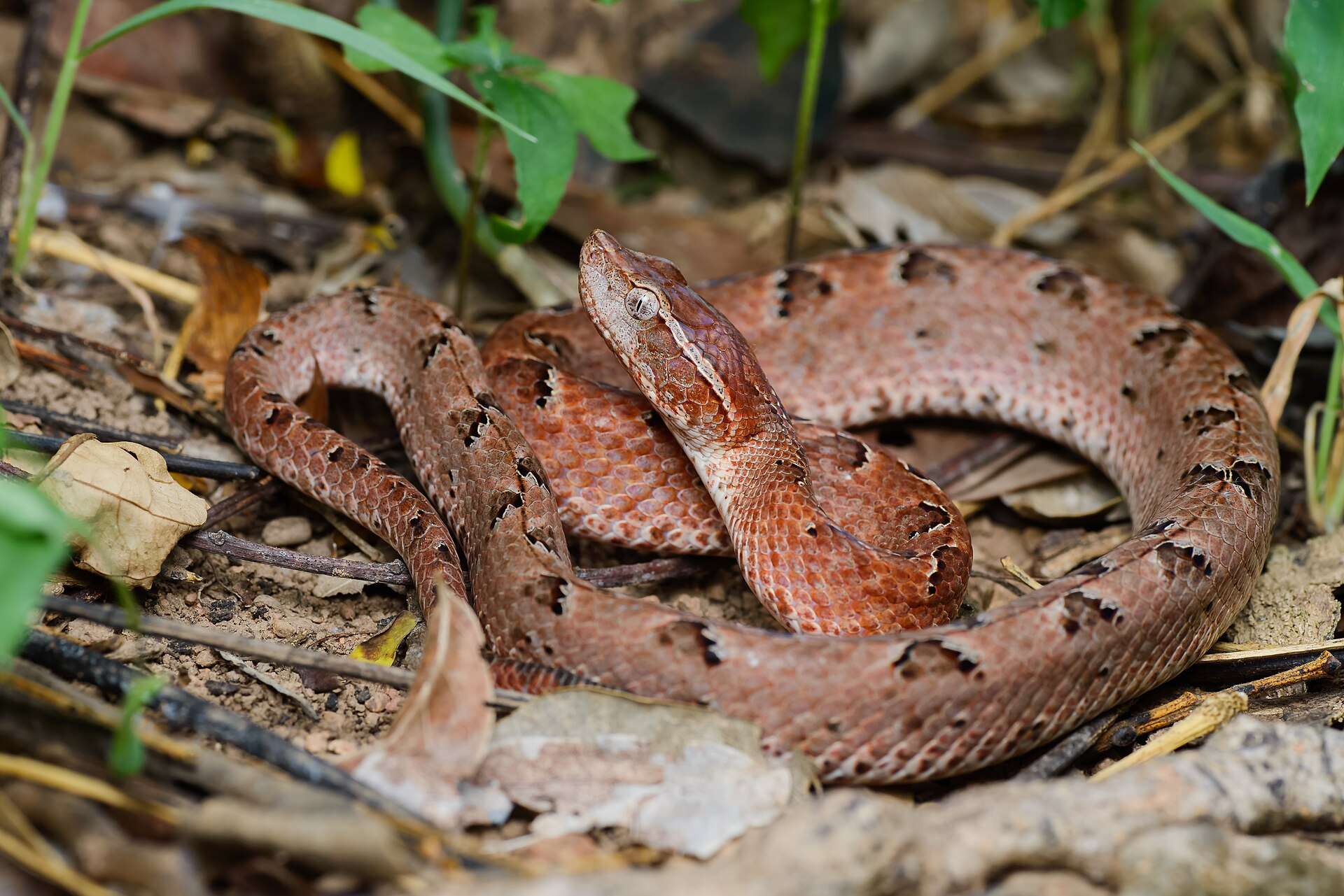 Reddish-brown Malayan pit viper coiled among dry leaves in Kaeng Krachan, Thailand, showing its pointed snout and dark triangular blotches
