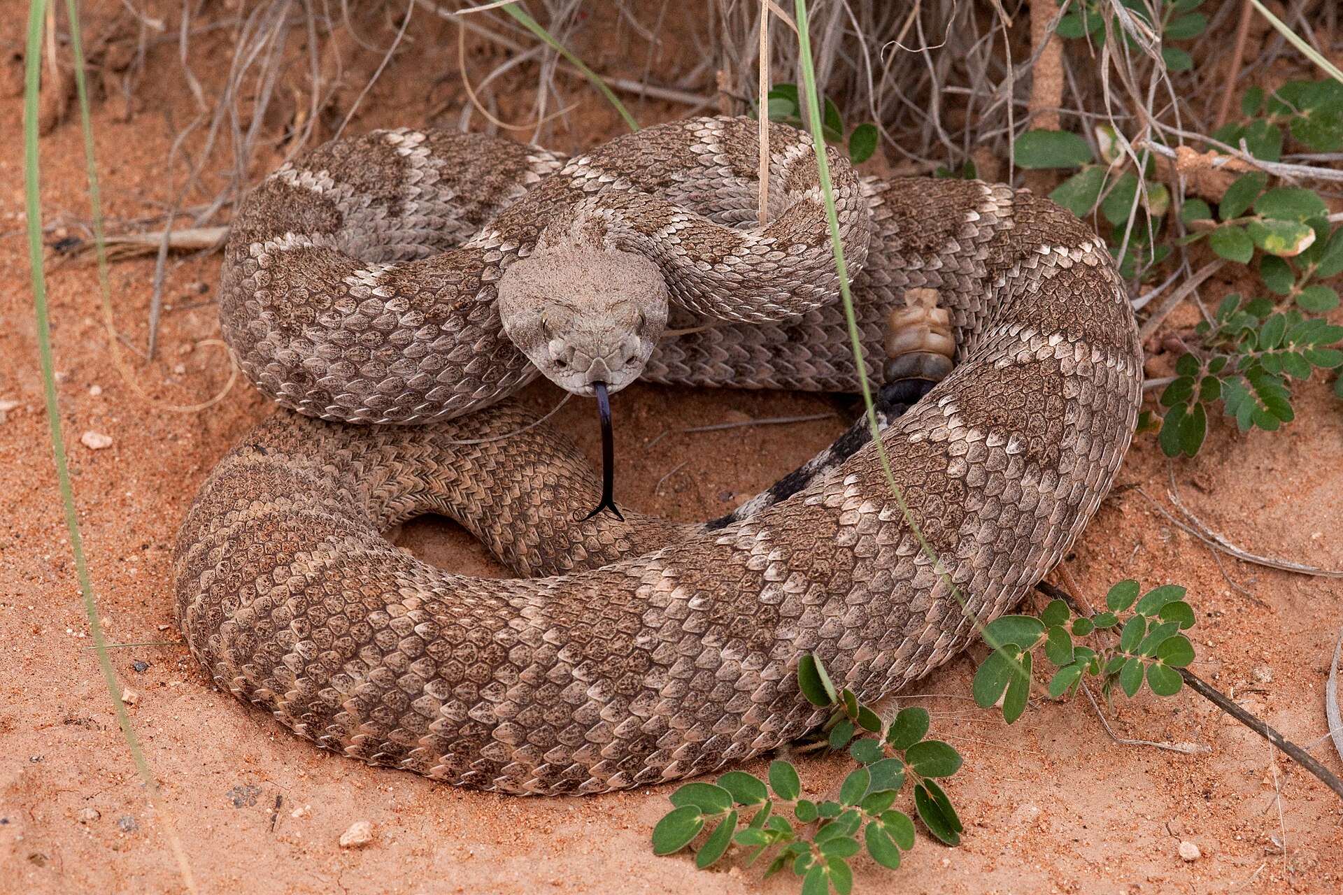 Western diamondback rattlesnake coiled on red sand with its tongue out, showing grey-brown diamond blotches and its rattle