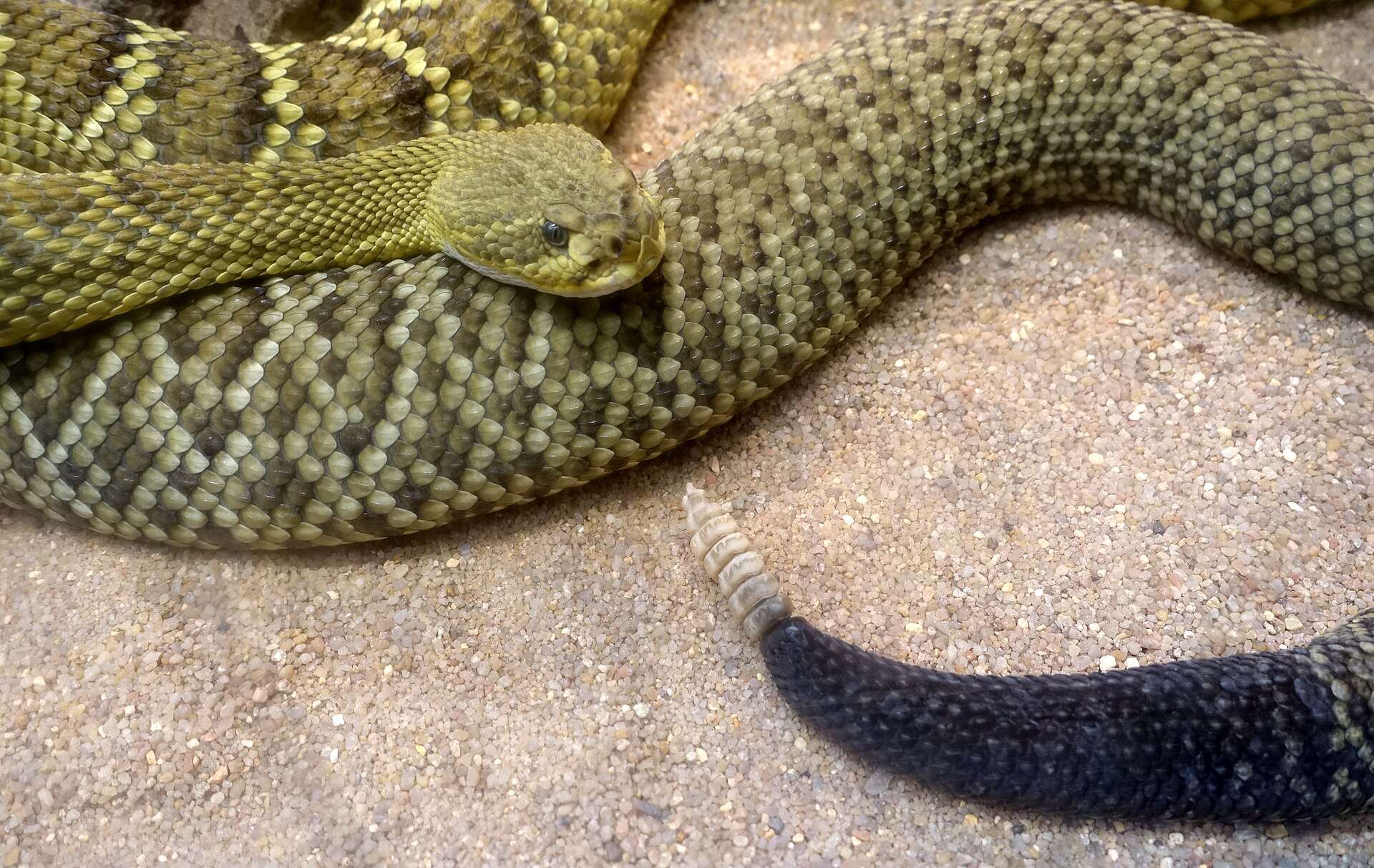 Olive-green Mexican west coast rattlesnake resting on sand at Wilhelma Zoo, showing its rough scales, faded diamond pattern and dark tail with a rattle