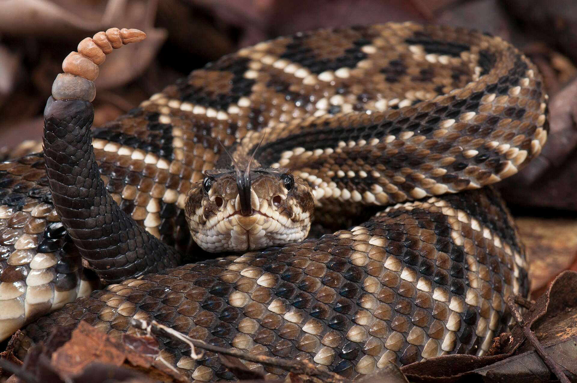 South American rattlesnake coiled in dry leaves in Brazil's Cerrado, facing the camera with its tongue out and its rattle raised behind its head
