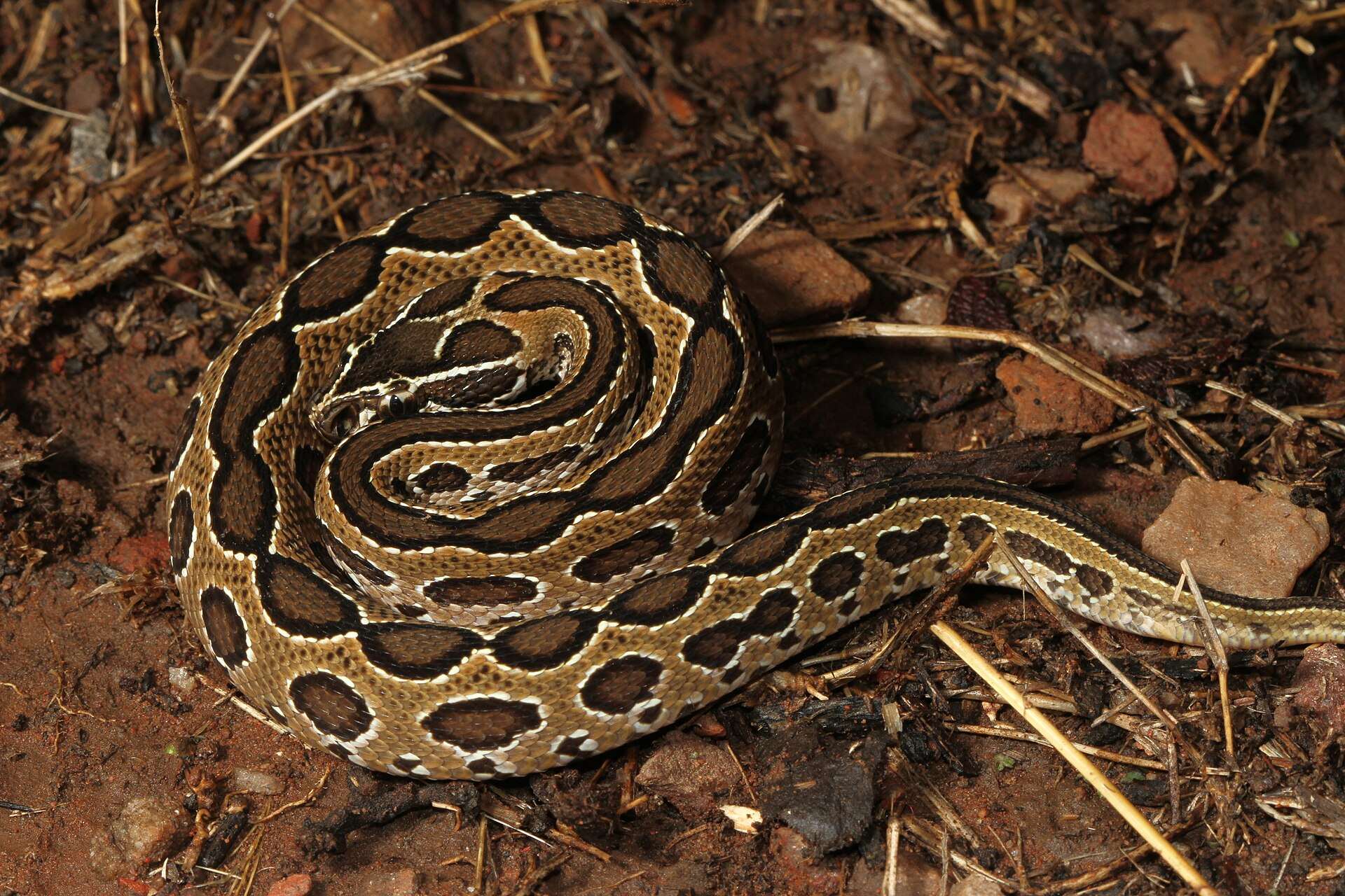 Russell's viper coiled on reddish soil and dry twigs, showing rows of large dark-brown spots edged in black and white