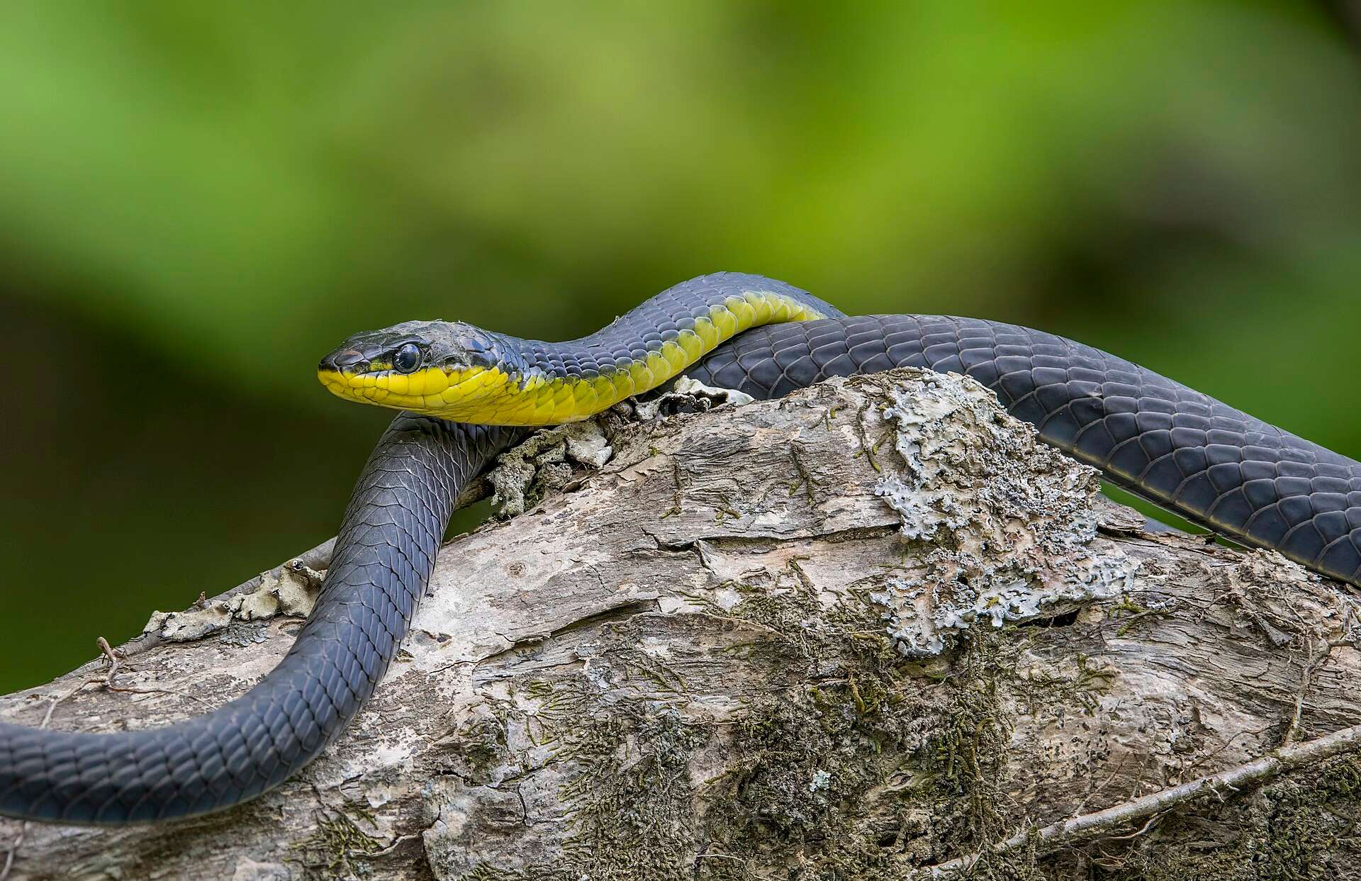 Dark grey common tree snake with a bright yellow throat and belly draped over a lichen-covered branch in the Daintree rainforest, Queensland