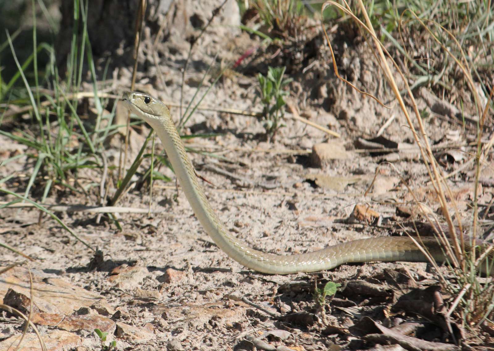 Olive-grey black mamba with its head and neck raised above sandy ground and dry grass in Kasanka, Zambia