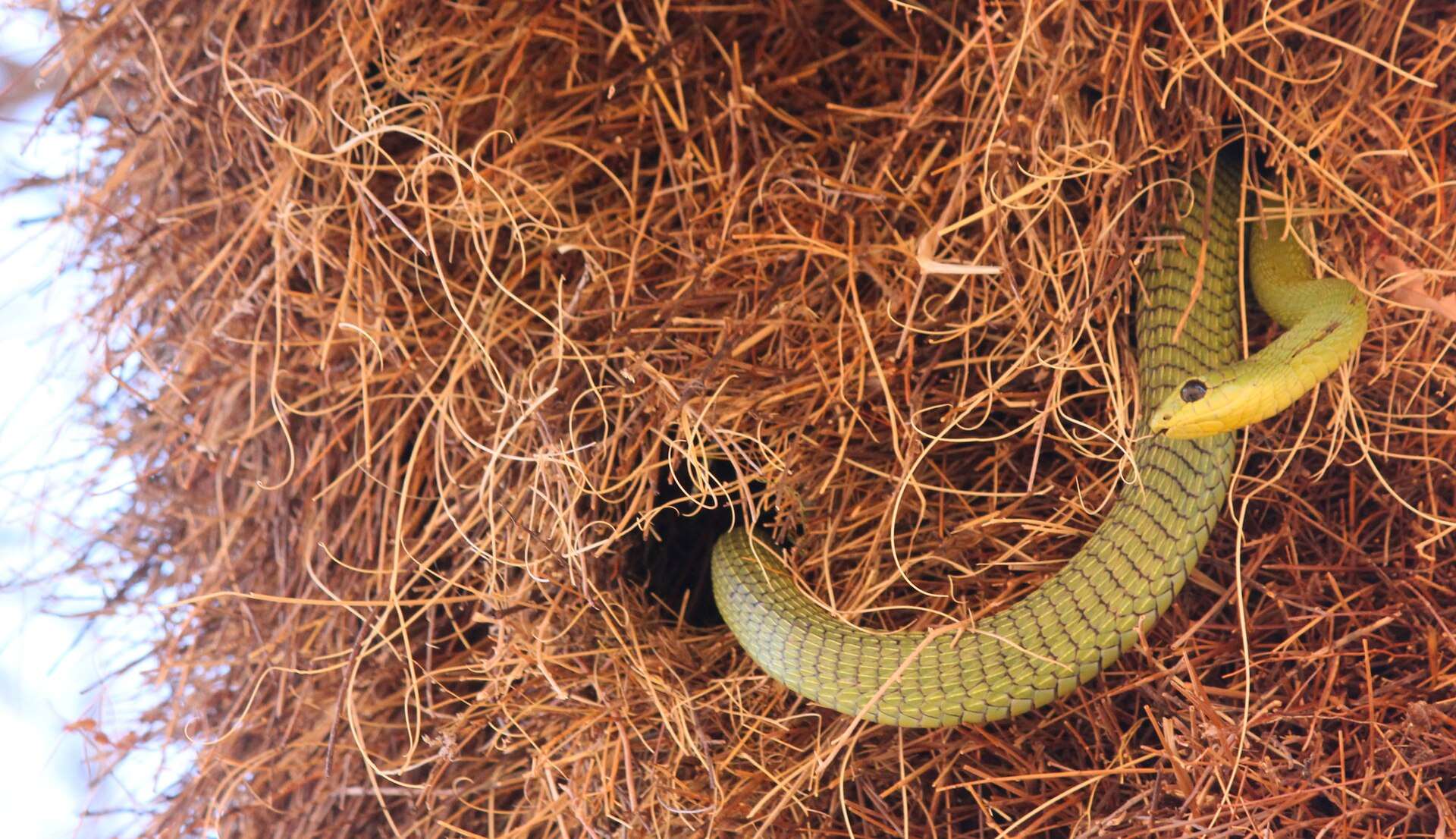 Olive-green boomslang with a yellowish head and large dark eye climbing into a grass weaver nest in the Kalahari, South Africa