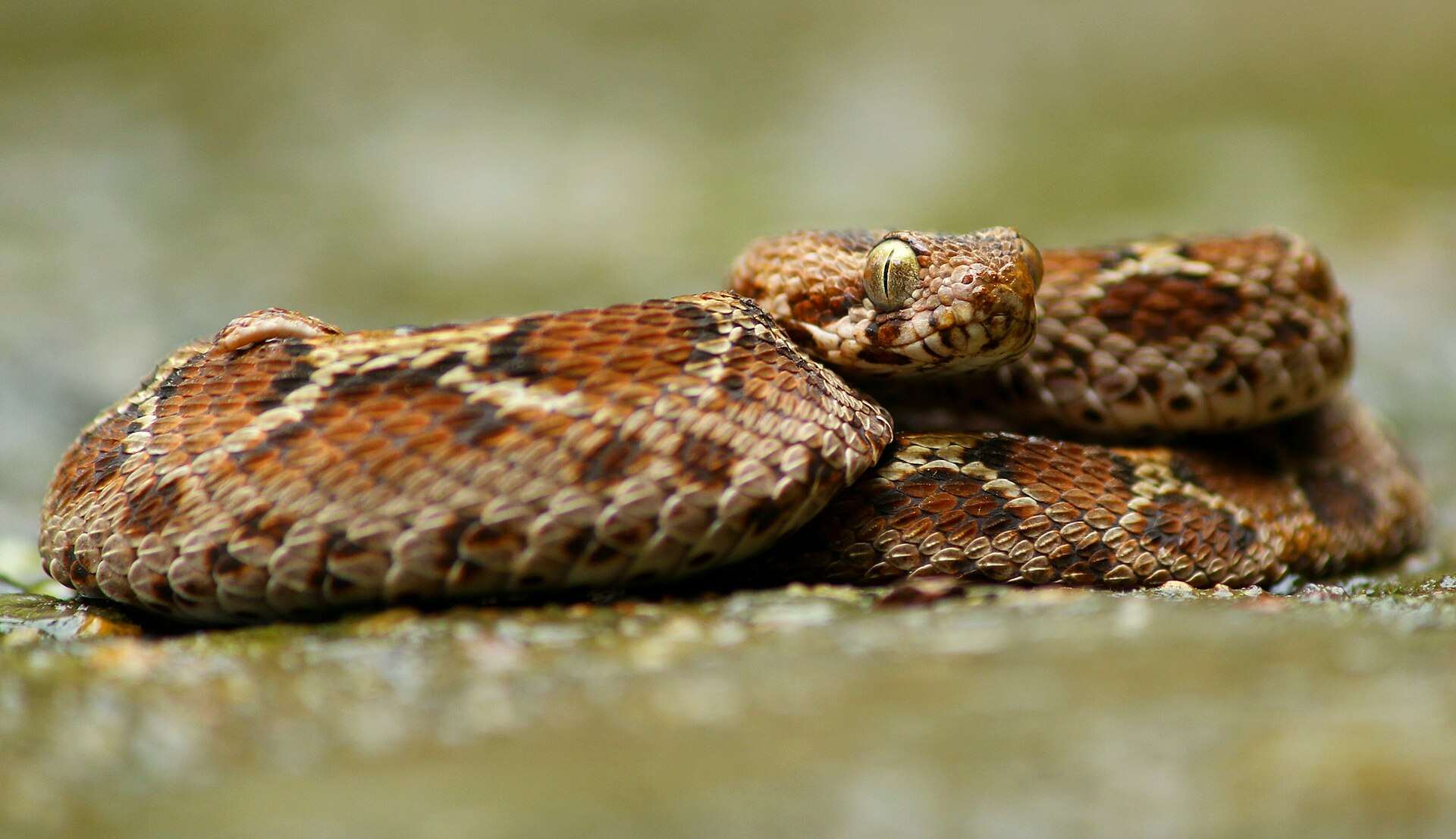 Saw-scaled viper coiled on a rock, showing a sandy-brown body with pale, dark-edged blotches and large eyes