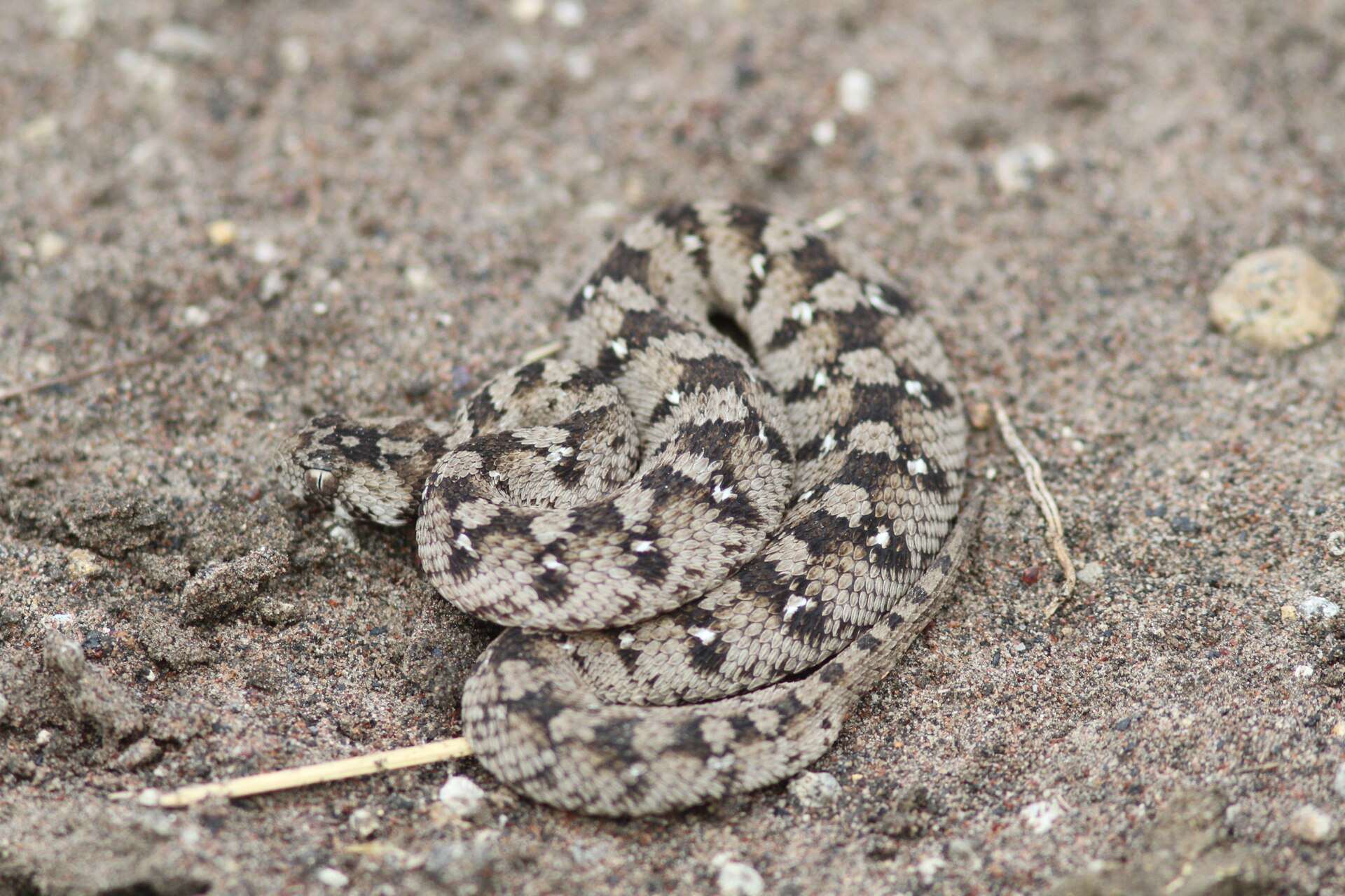 West African carpet viper coiled on sandy ground near Kumasi, Ghana, showing a grey-brown body with dark blotches and small white spots
