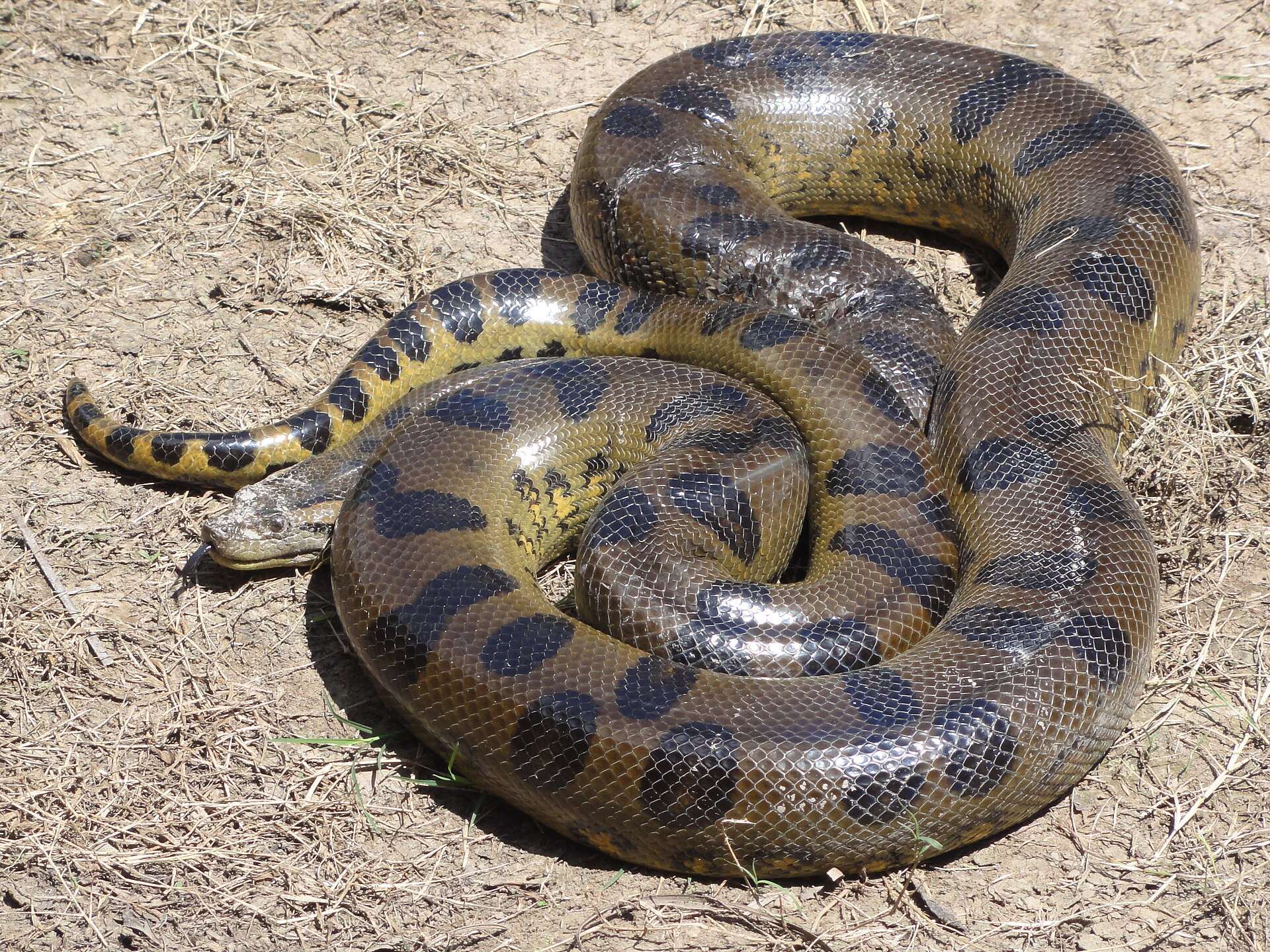 Large green anaconda coiled on dry, sandy ground in Peru, showing its olive body, rows of round black spots and yellow-and-black tail