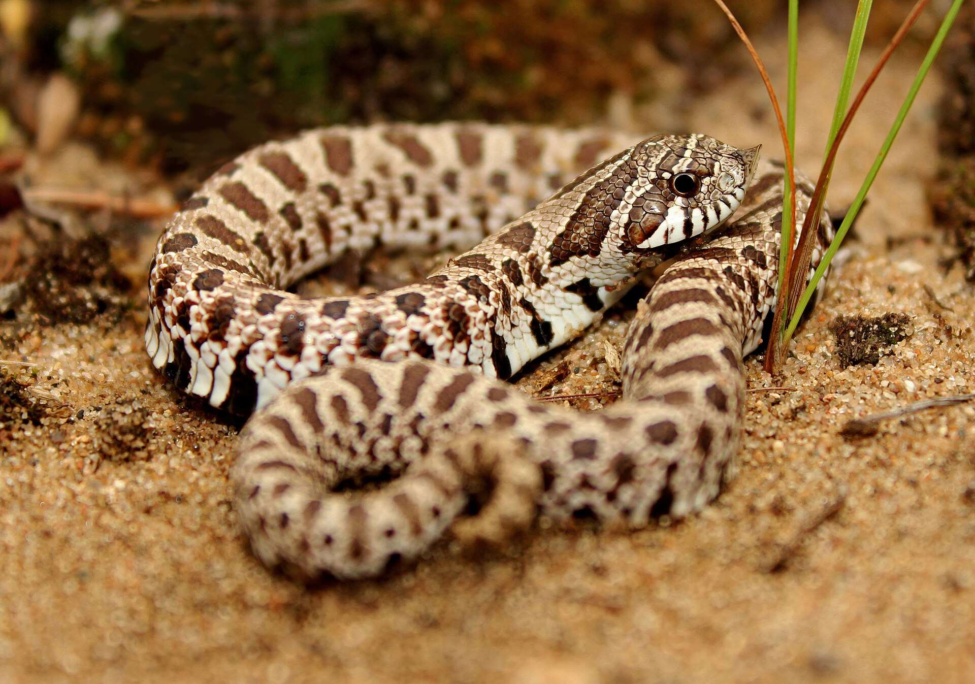 Western hognose snake coiled on sand in Illinois, showing its upturned snout, brown blotches on a pale tan body and black patches on its belly
