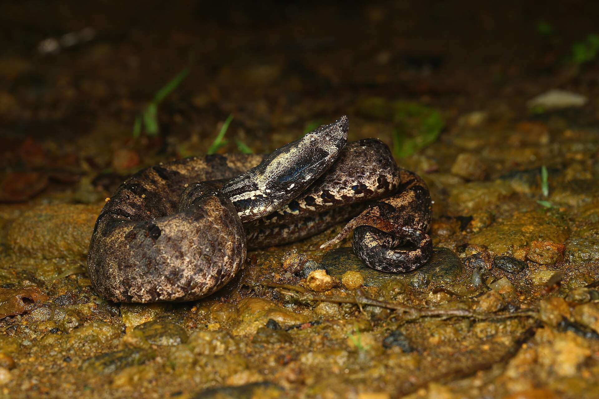 Hump-nosed viper coiled on wet gravel at night, showing its upturned pointed snout, dark stripe behind the eye and mottled brown body