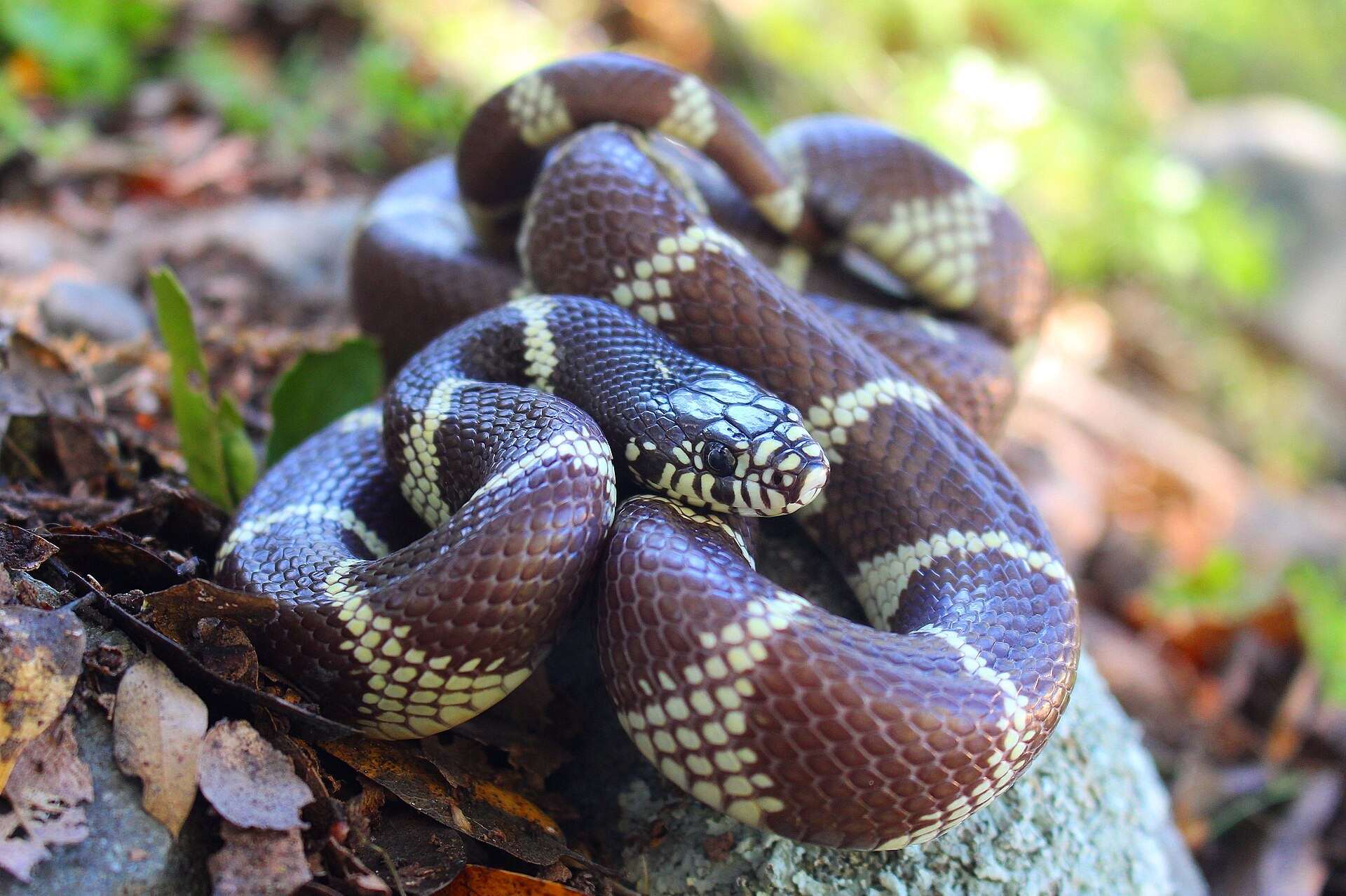California kingsnake coiled on a mossy rock among dead leaves in Sacramento County, dark brown with cream bands that widen on its sides