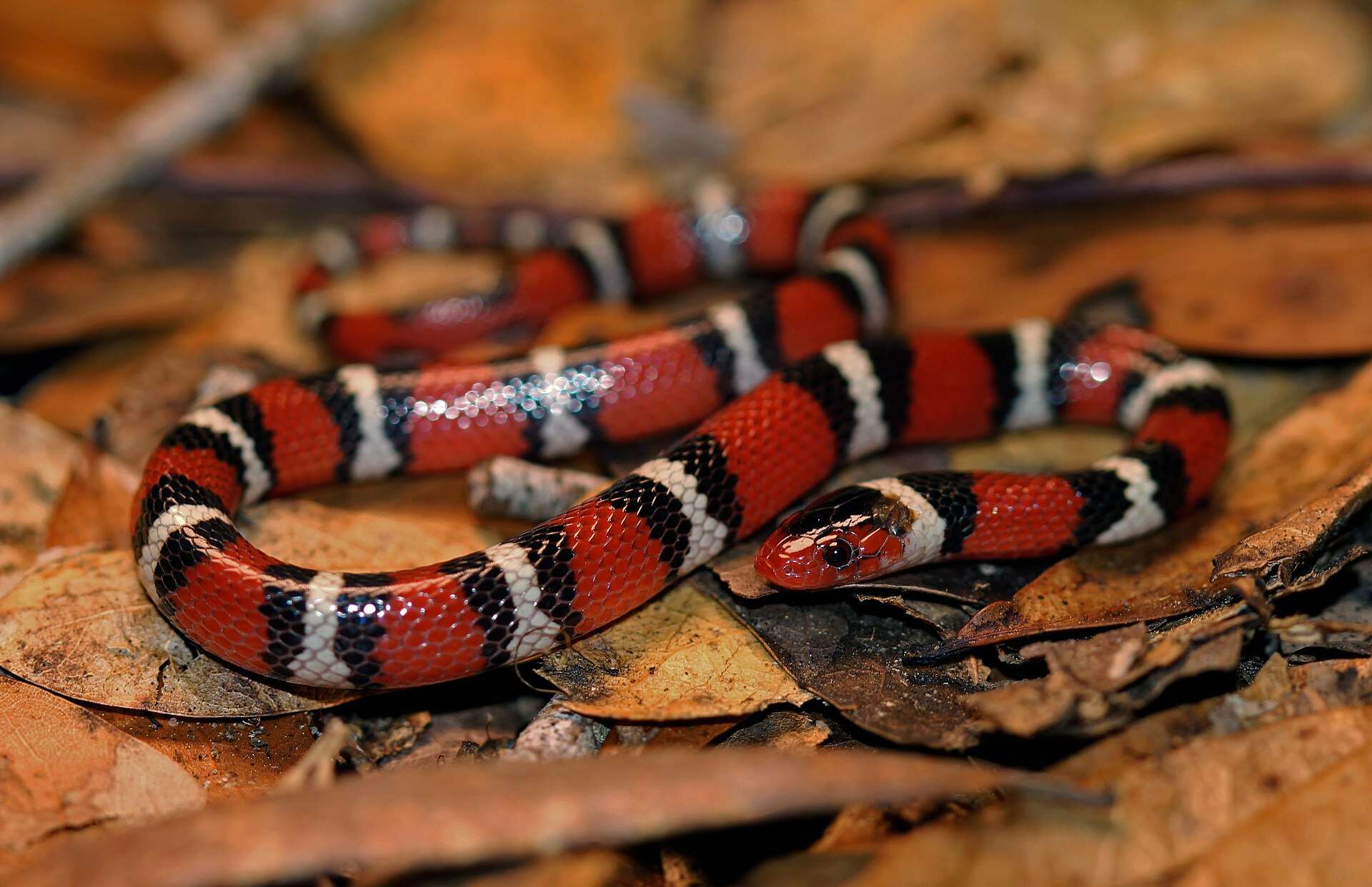 Scarlet kingsnake on brown leaf litter in Georgia, showing red rings separated by black-bordered white rings and its red snout
