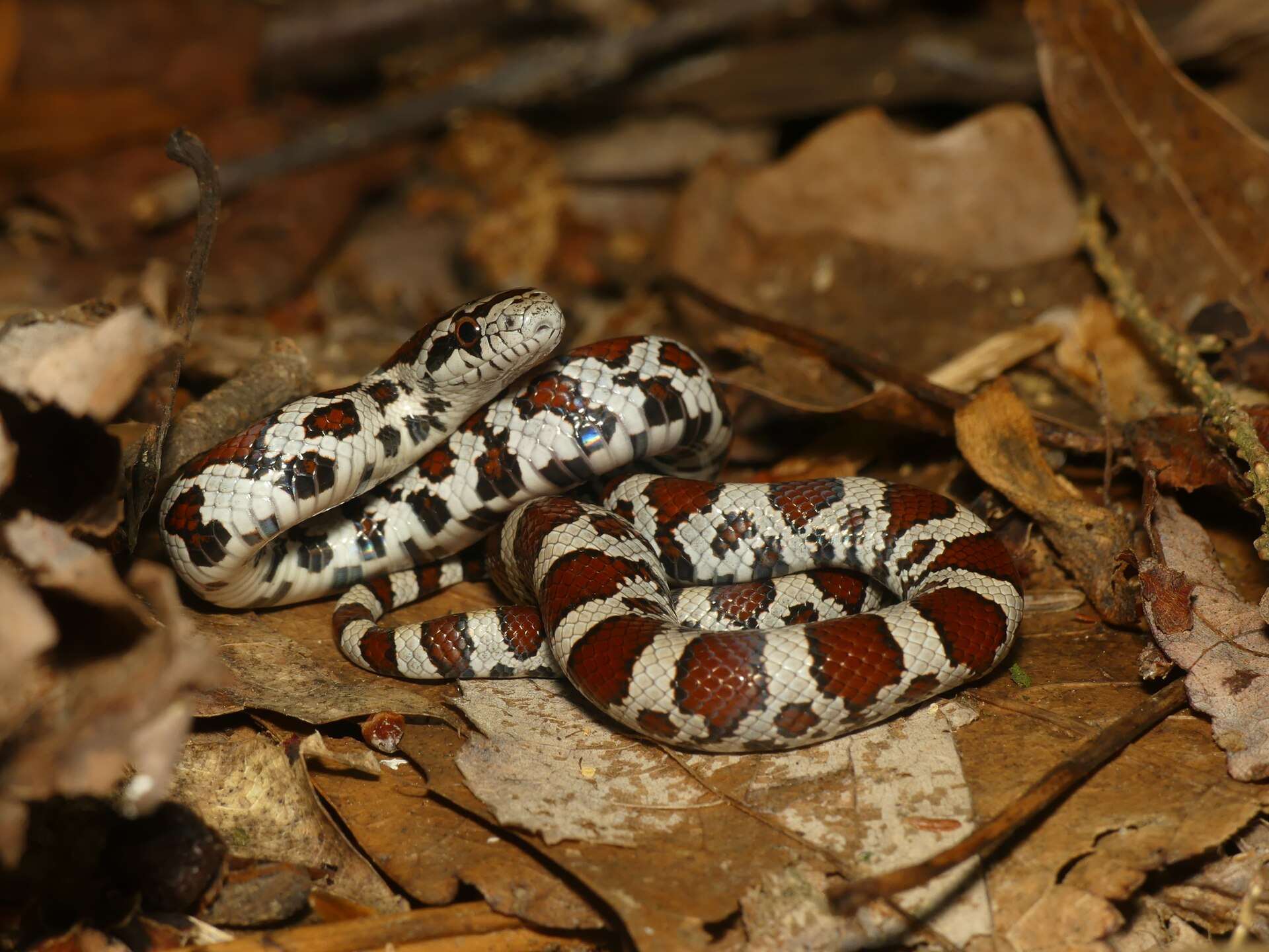 Eastern milksnake coiled on dead leaves in Ohio, with black-edged reddish-brown blotches on a pale grey and white body