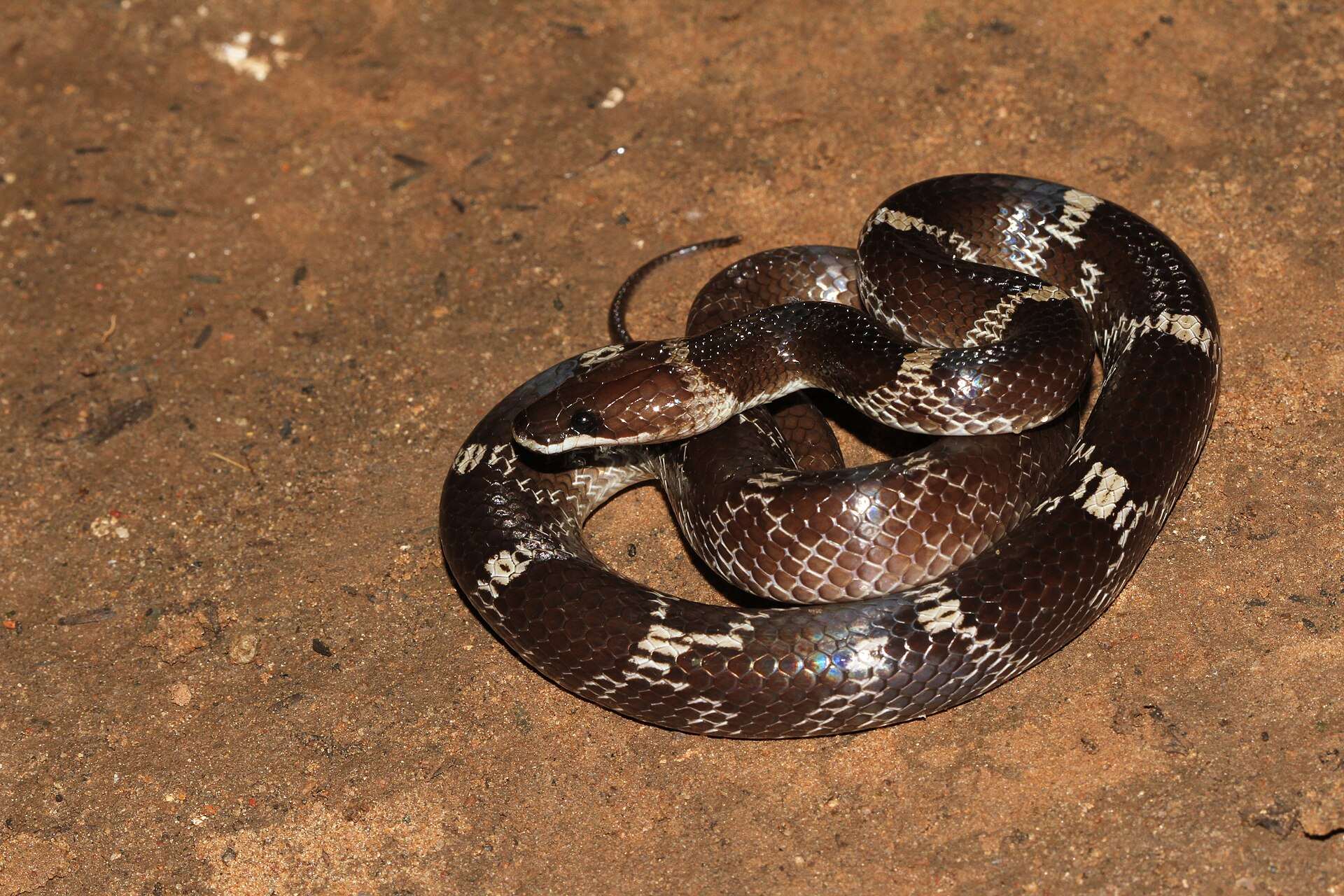 Common wolf snake coiled on reddish soil, showing a dark brown body with white crossbands that widen on the sides
