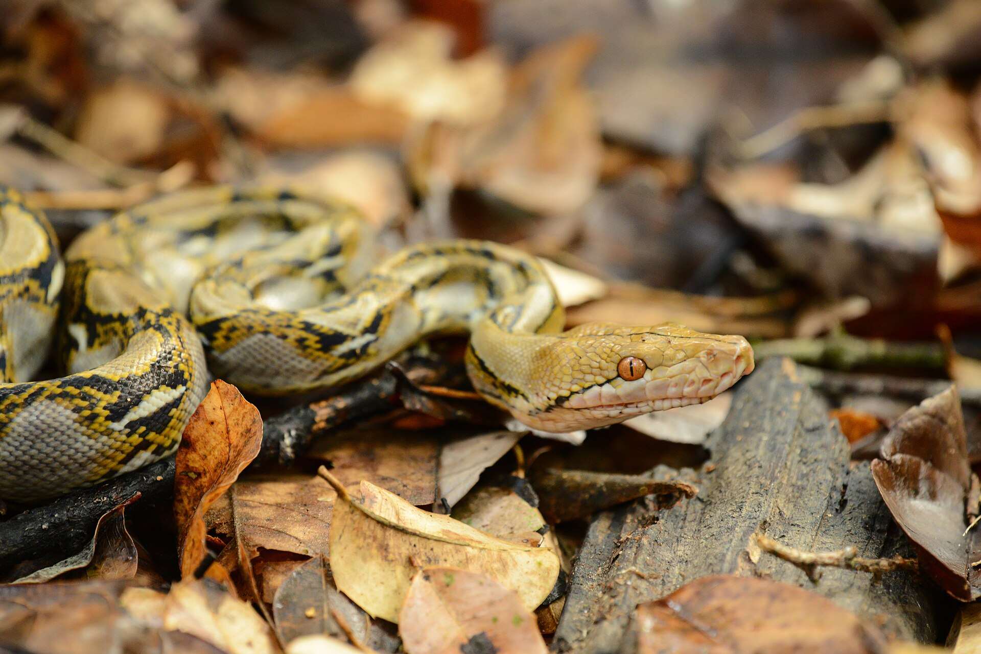 Young reticulated python lying in dry leaf litter in Kaeng Krachan National Park, Thailand, showing its orange eye and net-like black and yellow pattern