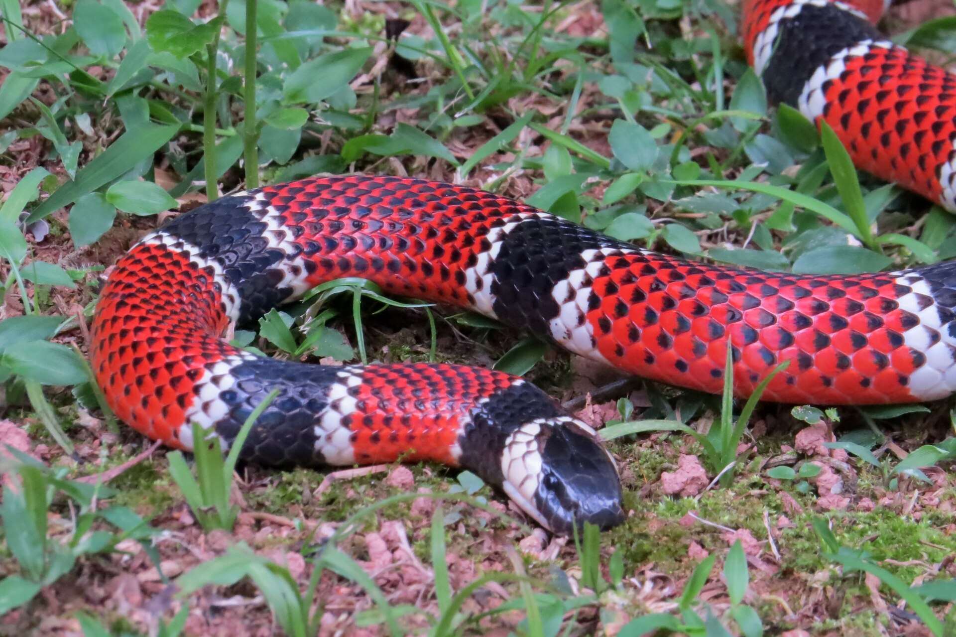 Painted coral snake crawling through short grass and leaf litter in Santa Catarina, Brazil, showing red bands separated by single black rings edged in white and a black head