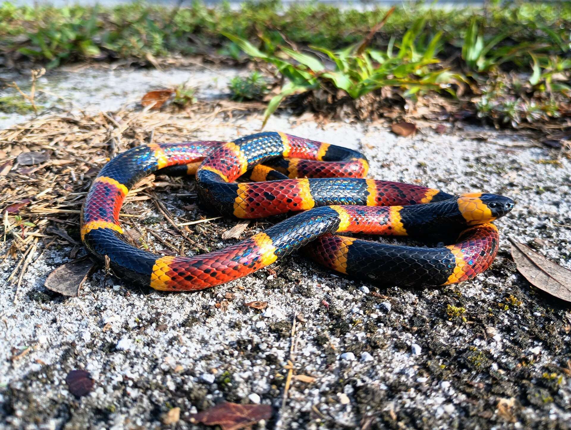Eastern coral snake coiled on sandy ground in Florida, showing broad red and black rings separated by narrow yellow rings, and its black snout