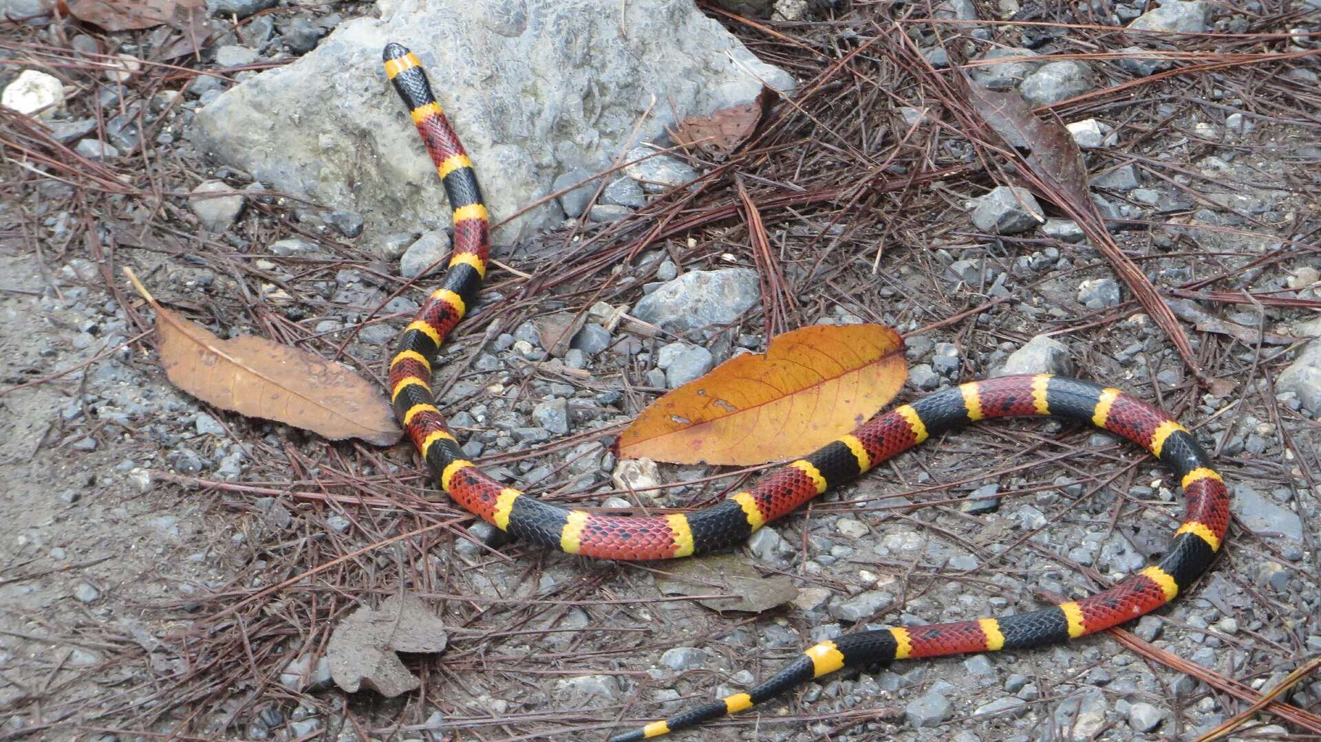 Texas coral snake crossing gravel and pine needles in Nuevo León, Mexico, its body ringed in red, narrow yellow and black bands