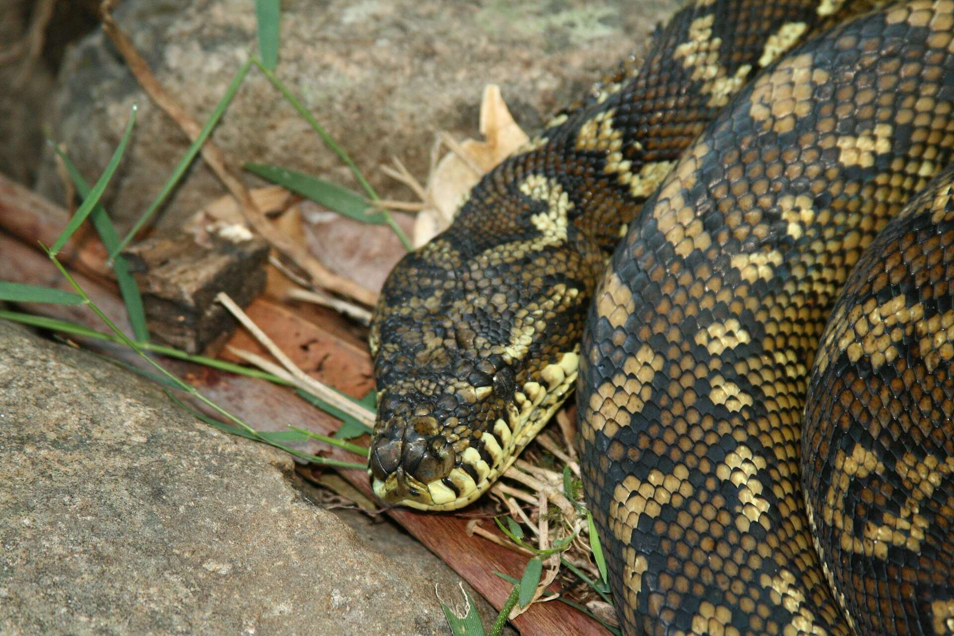 Carpet python with a black and cream blotched pattern resting its head on a rock beside its coils in Lamington National Park, Queensland