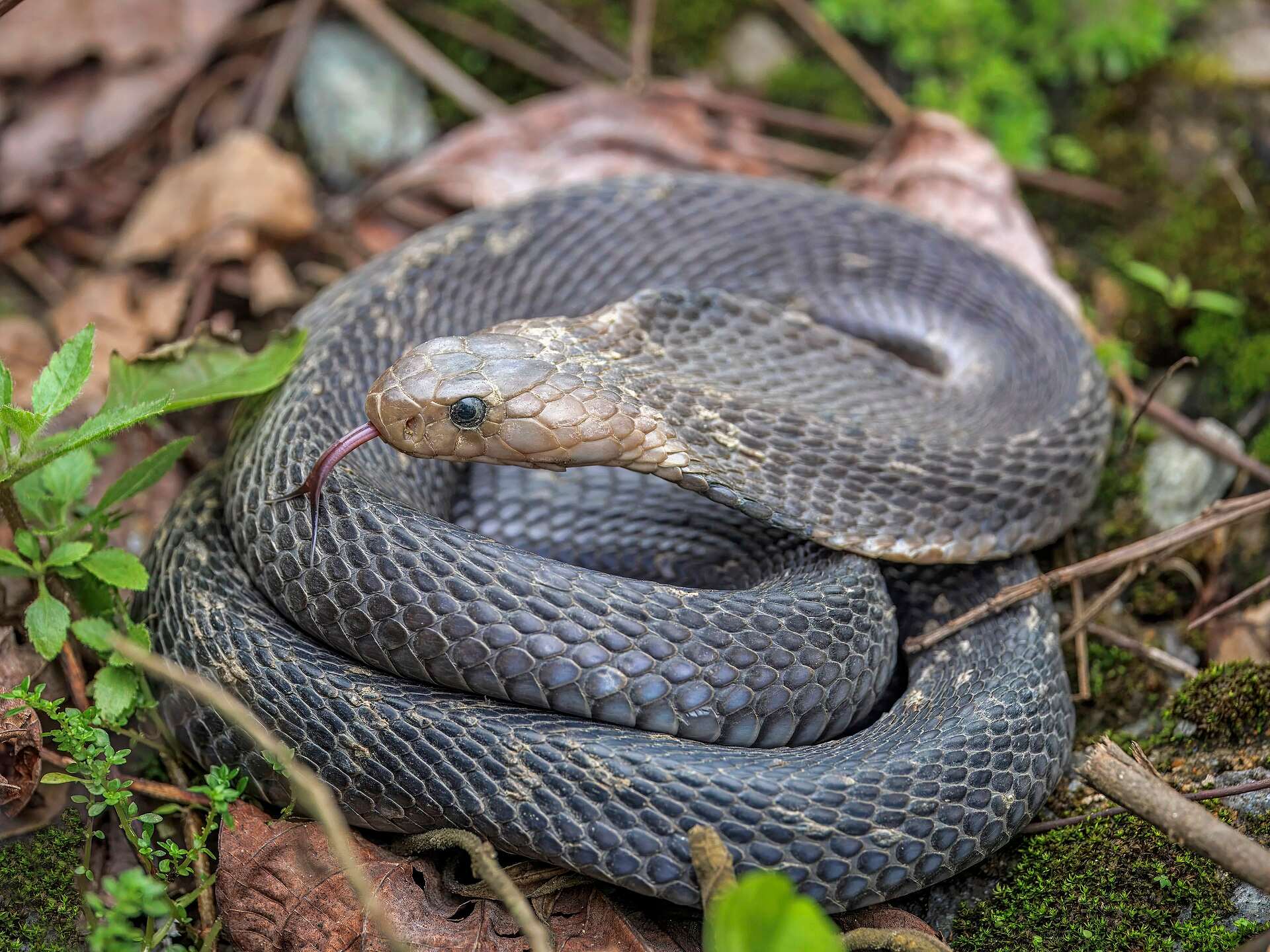Dark grey monocled cobra coiled on moss and dead leaves in Bach Ma National Park, Vietnam, with its paler brown head raised and tongue out