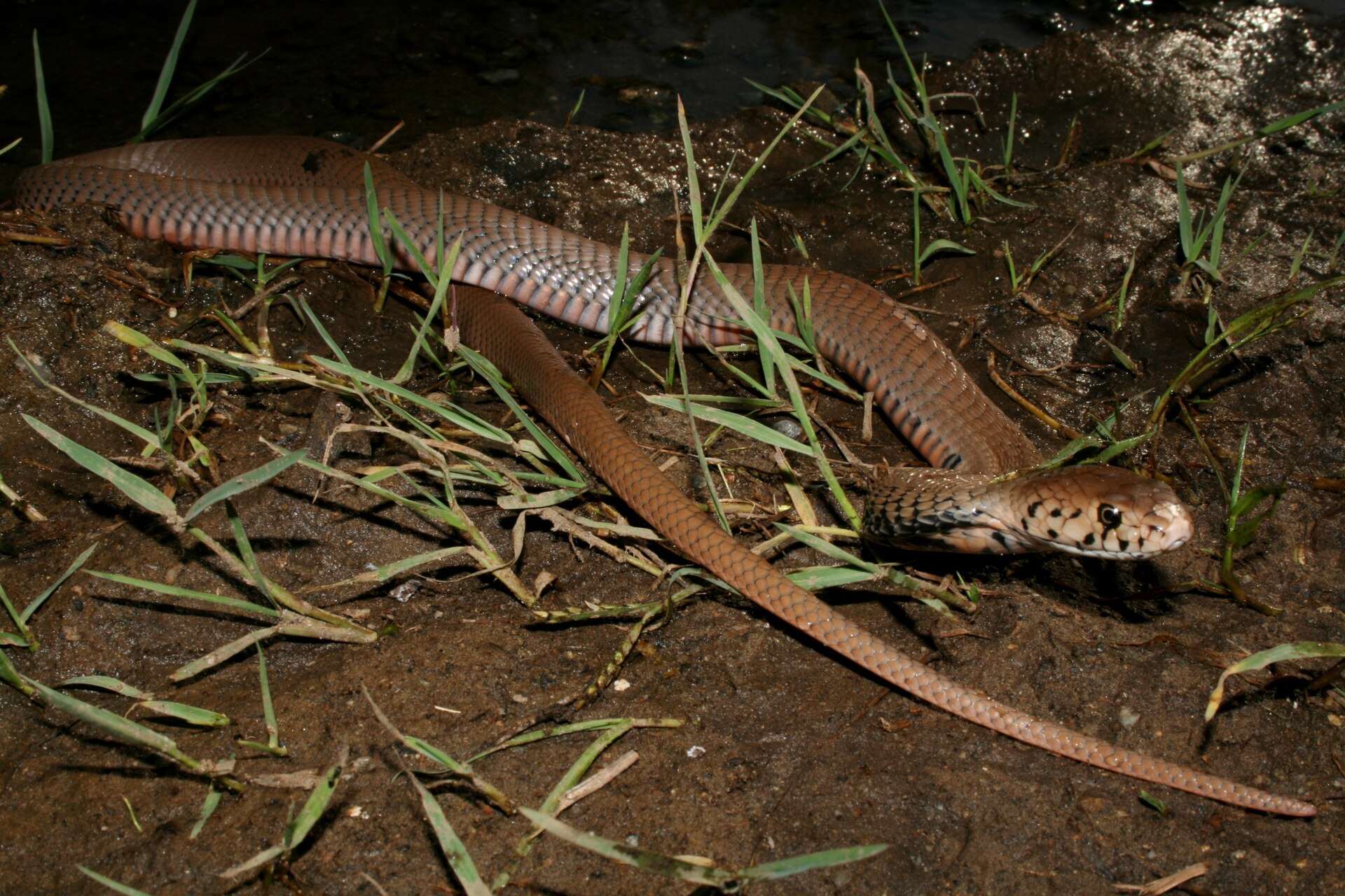 Brown Mozambique spitting cobra with a speckled head stretched out on damp earth and grass at night in South Africa