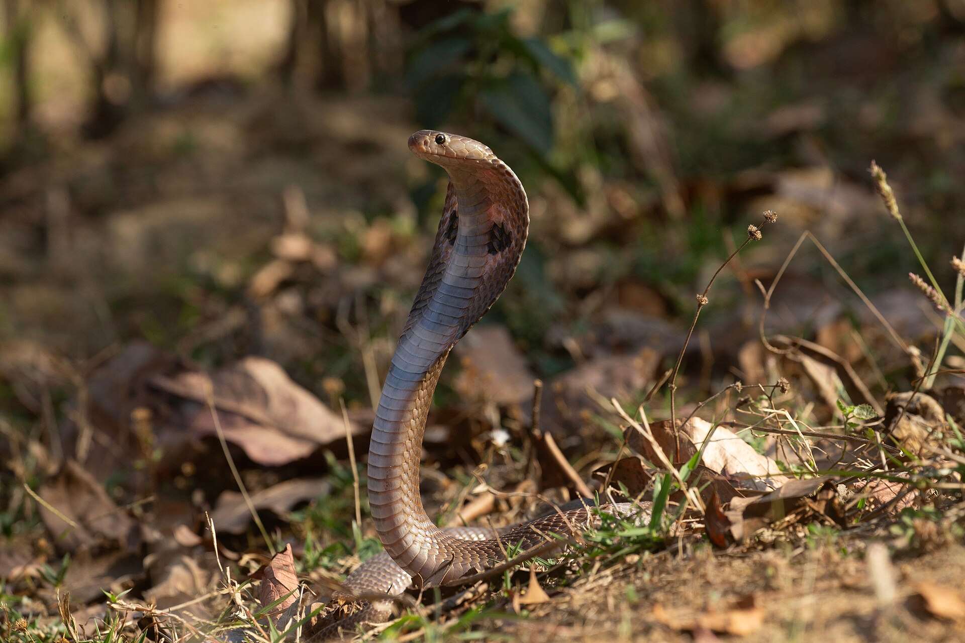 Brown Indian cobra rearing up among dry leaves and grass, its hood spread and dark throat spots visible