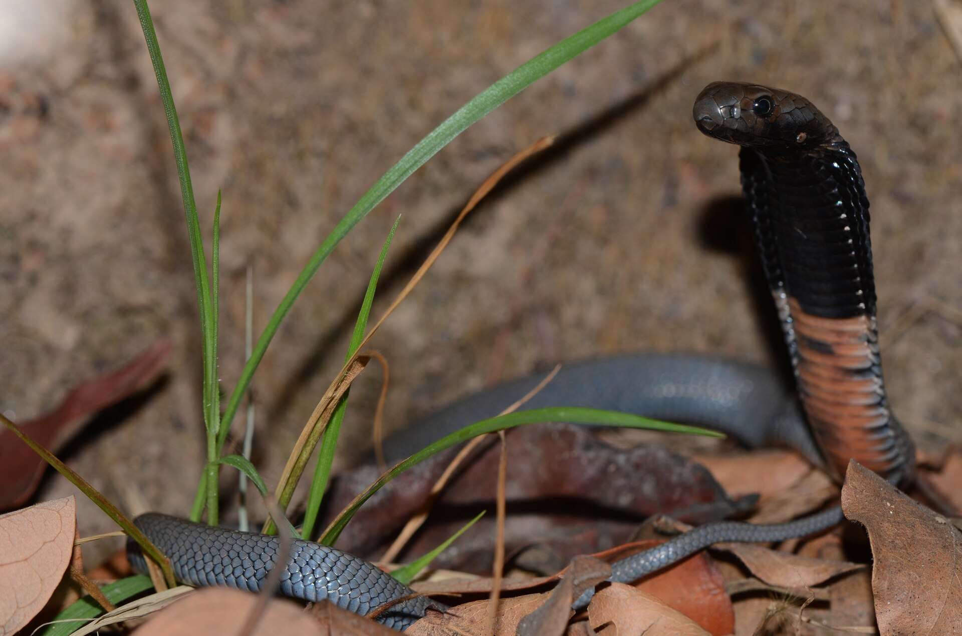 Black-necked spitting cobra rearing among dry leaves and grass in Zambia, showing its glossy black hood and pinkish-orange throat bands