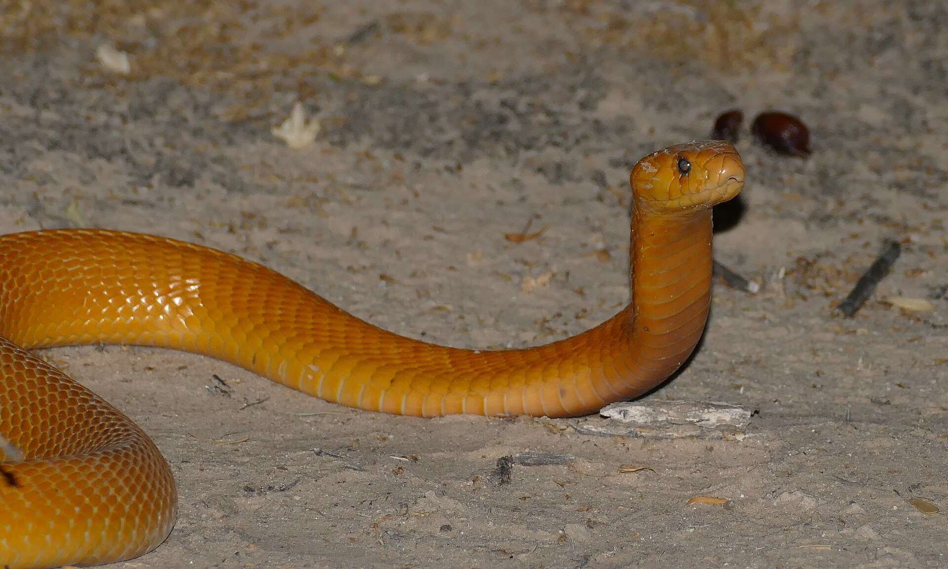 Golden-yellow Cape cobra with its head and neck raised above sandy ground at night in the Kgalagadi Transfrontier Park, South Africa