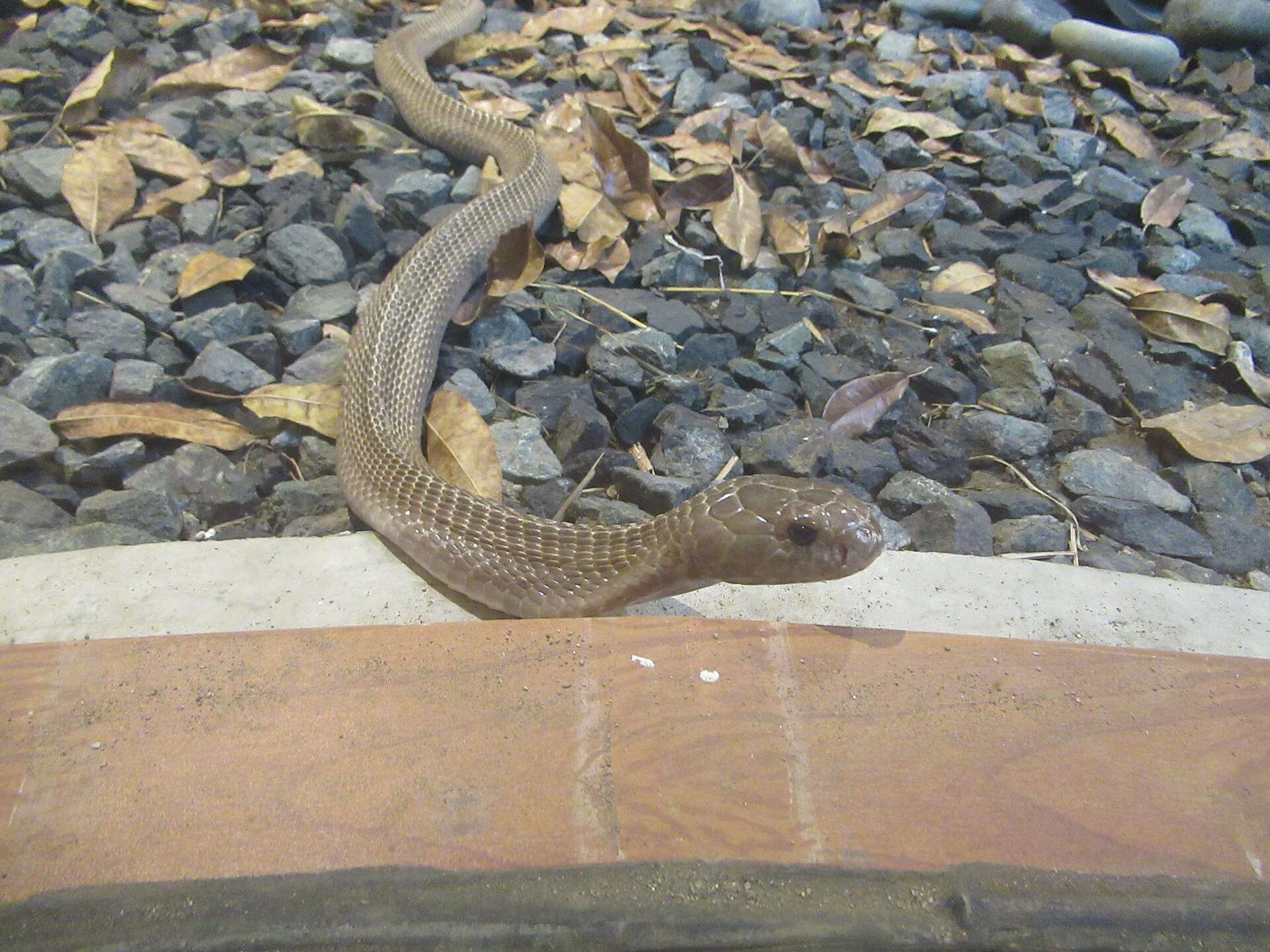 Plain light brown Philippine cobra resting its head on the rim of a gravel-floored enclosure at Manila Zoo, Philippines