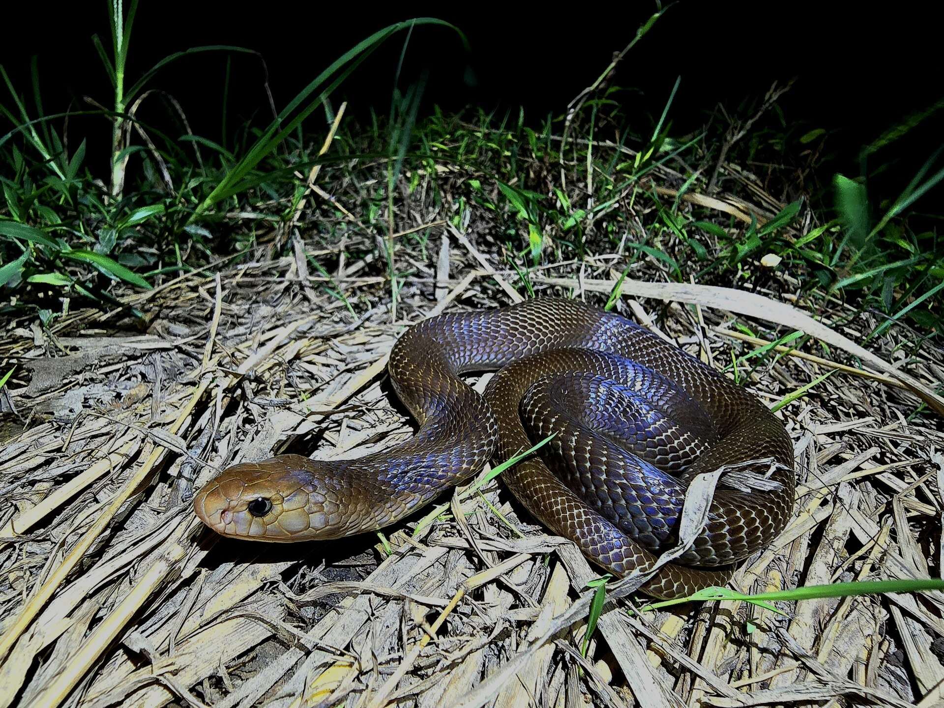 Dark brown Javan spitting cobra with a paler brown head lying on dry grass at night in Bali, Indonesia