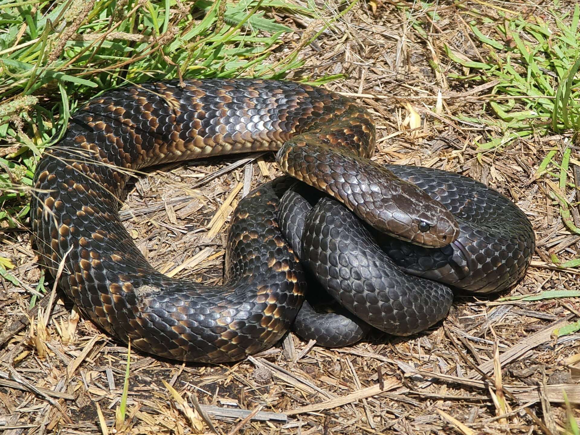 Tiger snake with dark grey-black and brown crossbands lying coiled on dry grass at Nalpa, South Australia, its head resting on its coils