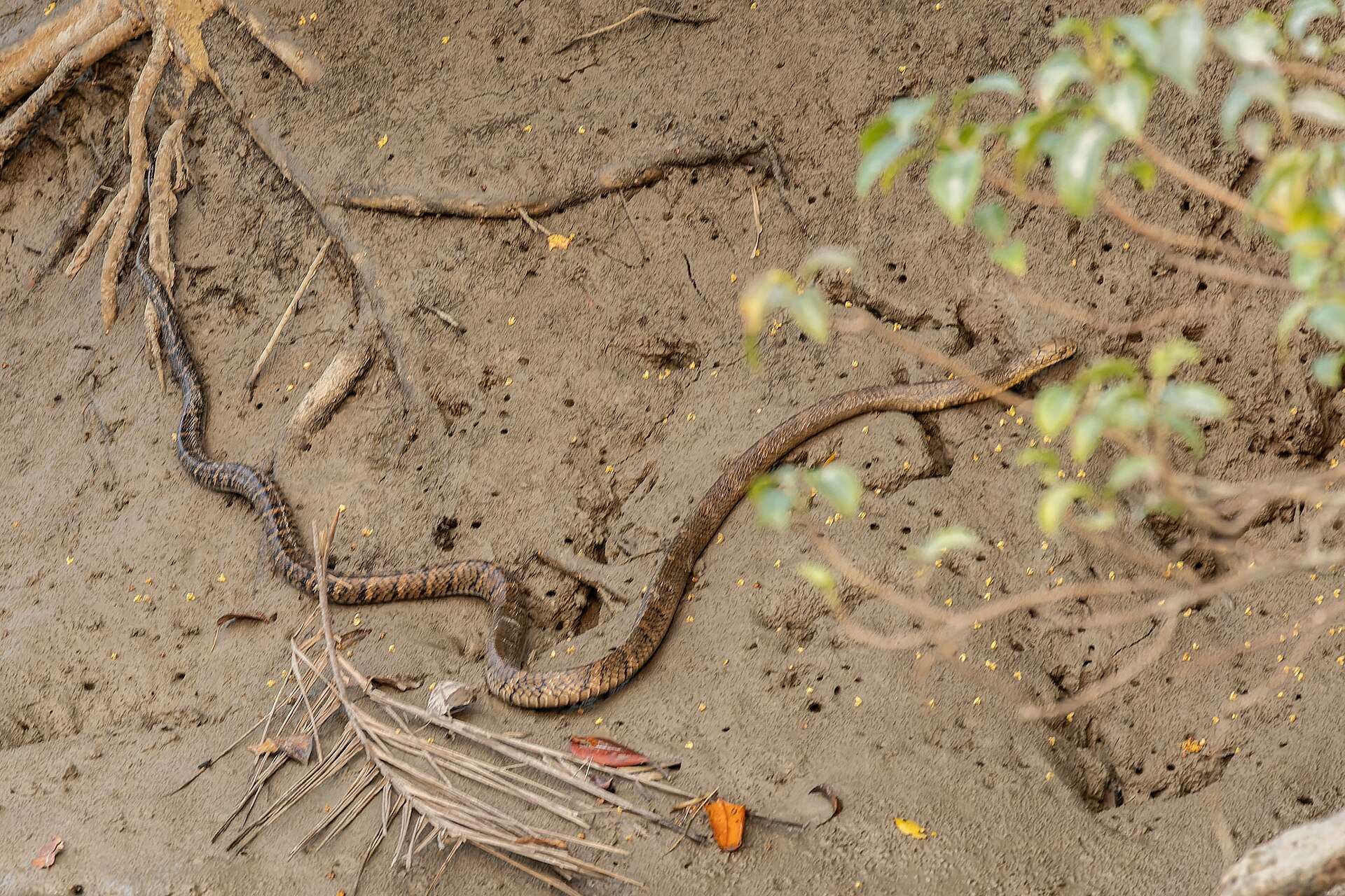 Banded king cobra stretched across a muddy mangrove creek bank in the Sundarbans, West Bengal, India