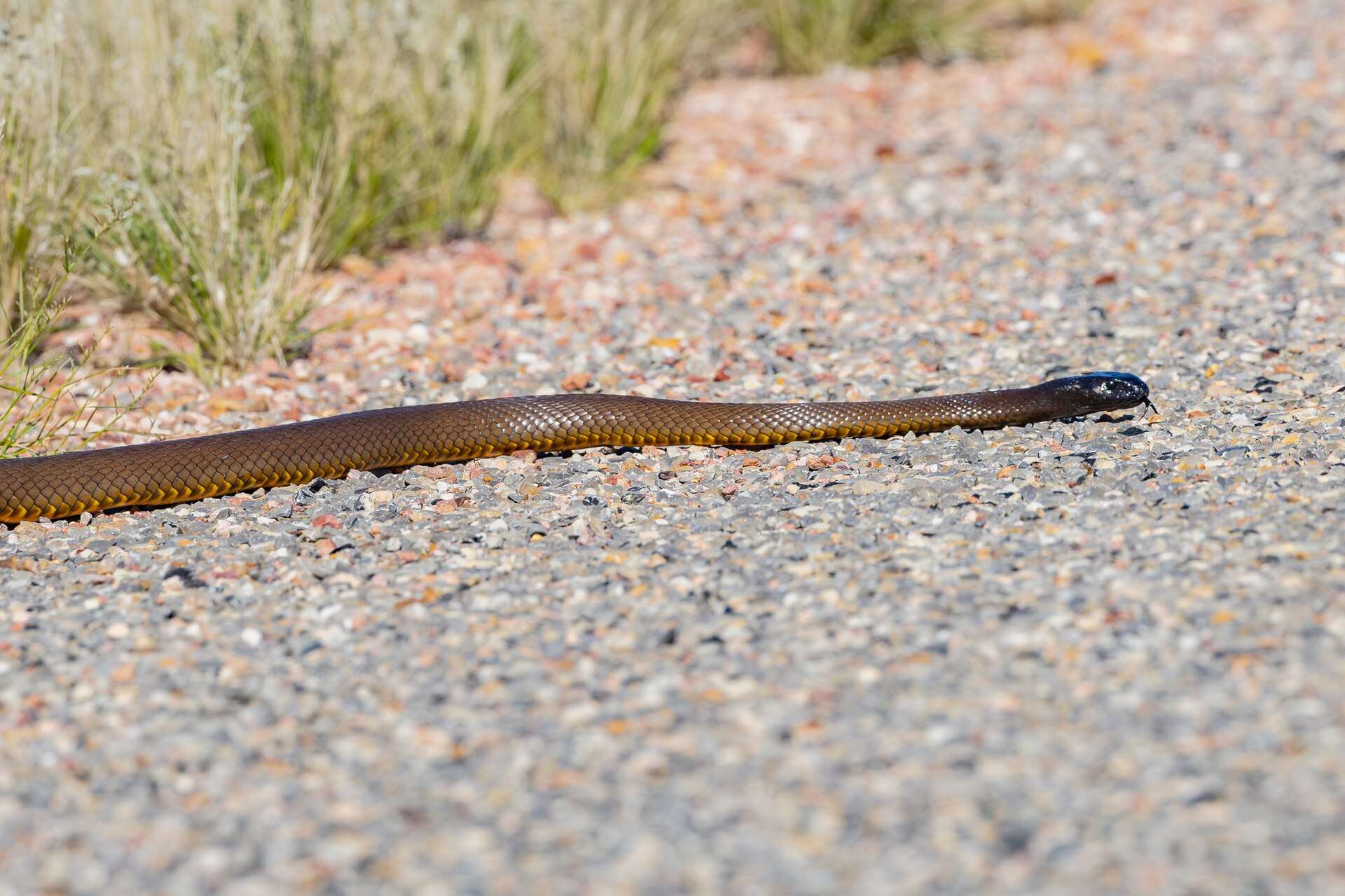 Inland taipan with a glossy black head and brown body crossing a gravel road beside grass in Queensland