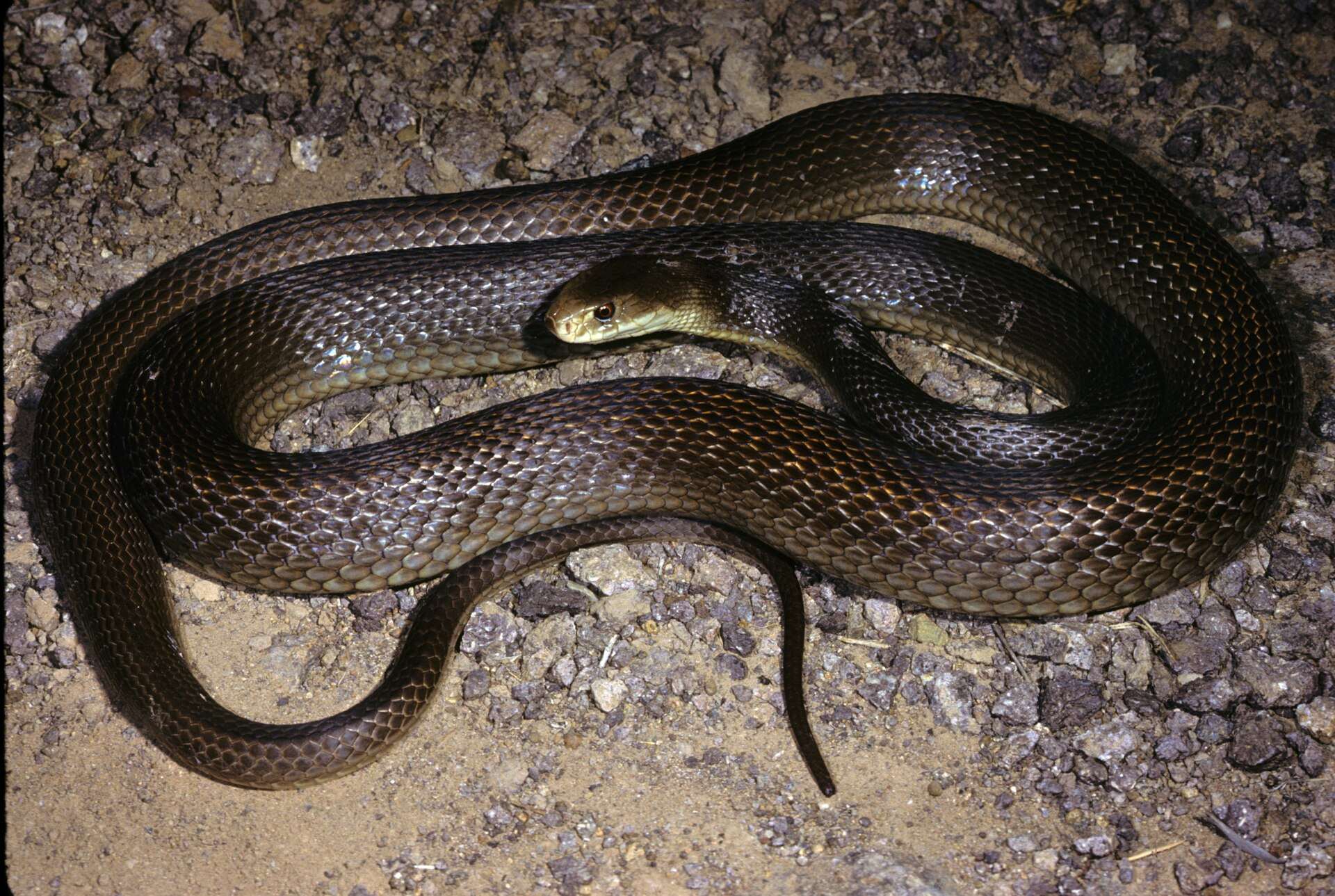 Dark brown coastal taipan lying in loose coils on gravelly ground at night near Cooktown, Queensland, its pale snout clearly visible