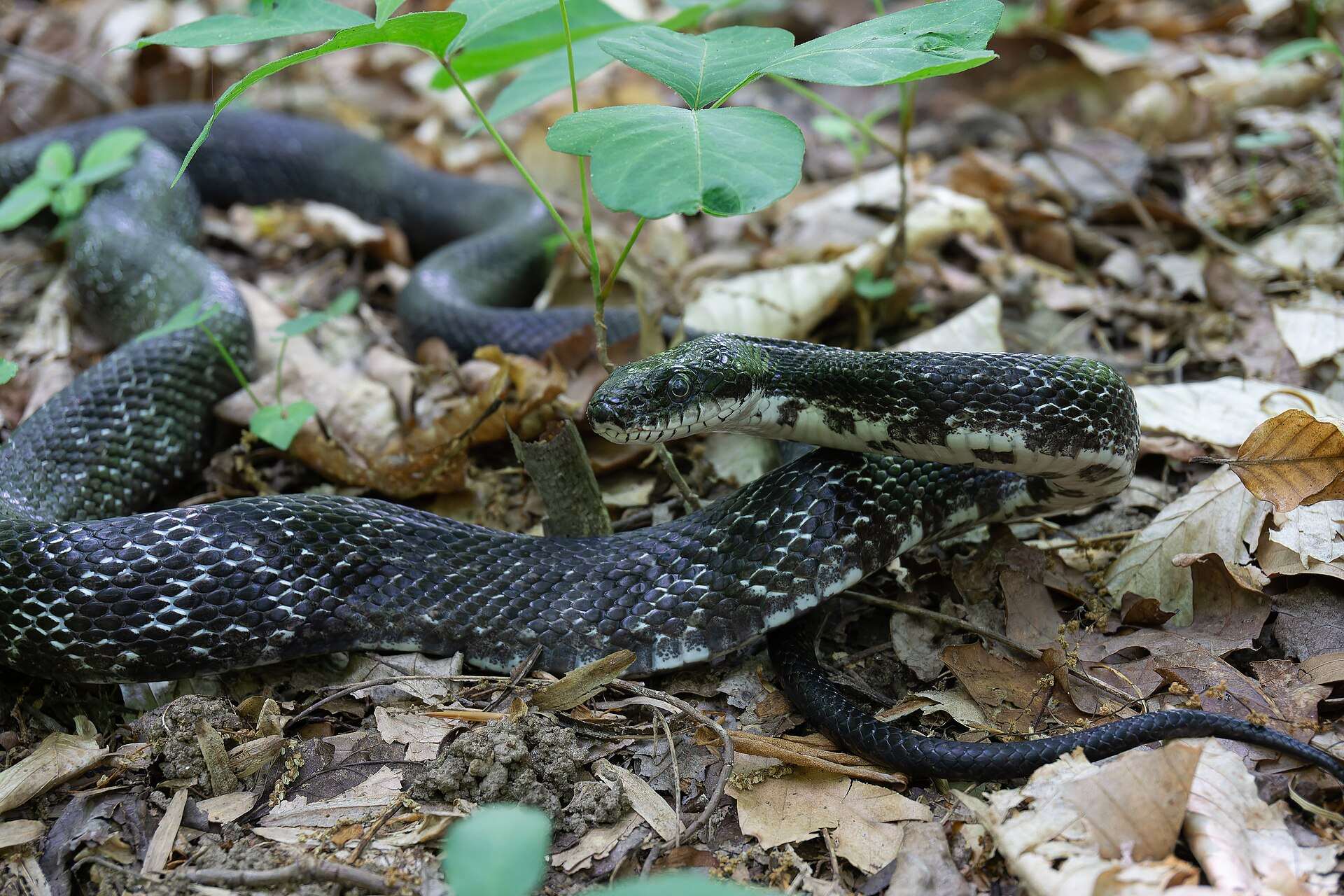 Black eastern rat snake moving through leaf litter in Rock Creek Park, Washington, D.C., showing its white lips and throat and faint pale flecks between the scales