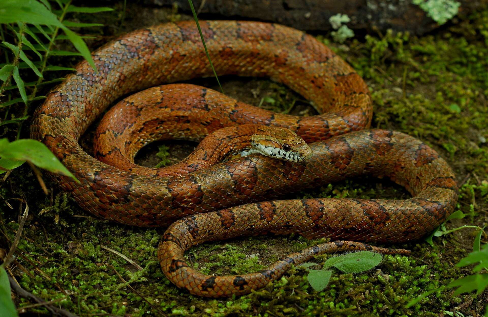 Wild corn snake coiled on moss in Tennessee, its reddish-brown body marked with black-edged blotches and its white lips edged in black