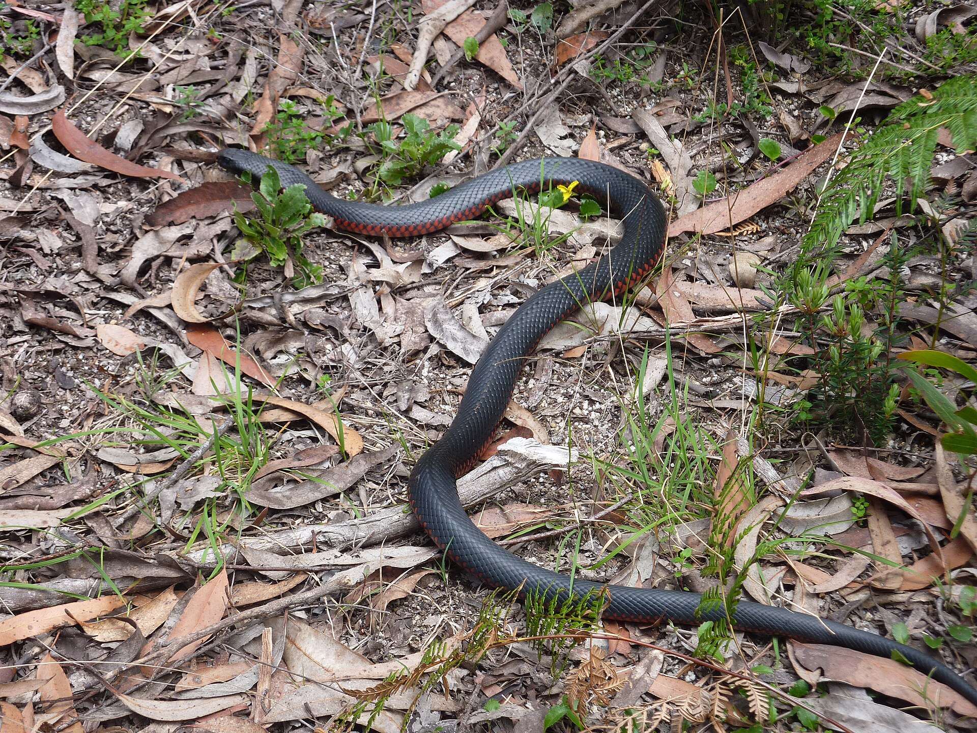 Glossy black red-bellied black snake crossing eucalyptus leaf litter in Gibraltar Range National Park, with red scales showing along its lower sides