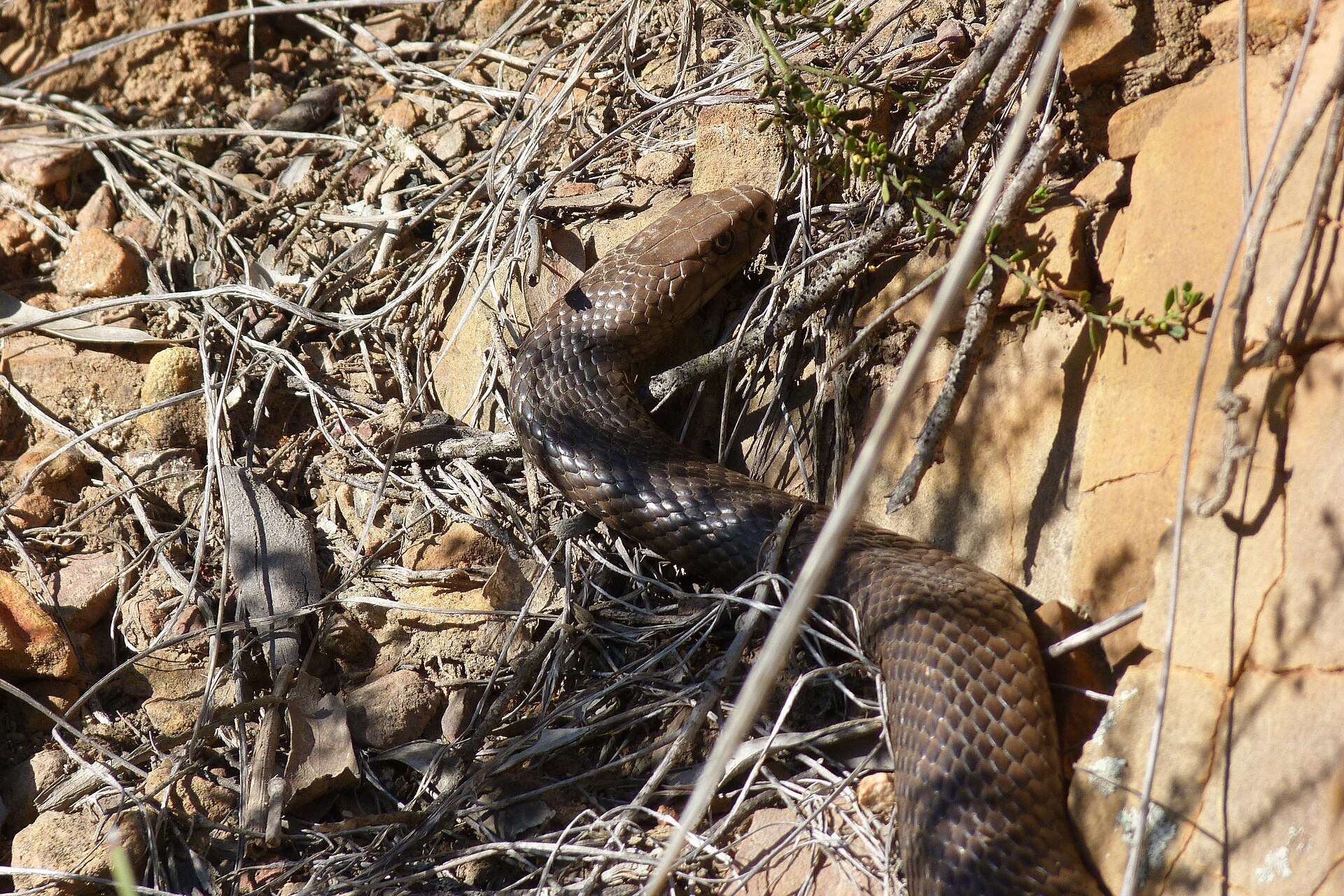 Dark brown eastern brown snake with its head raised among dry twigs and sandstone rocks on Black Mountain, Canberra