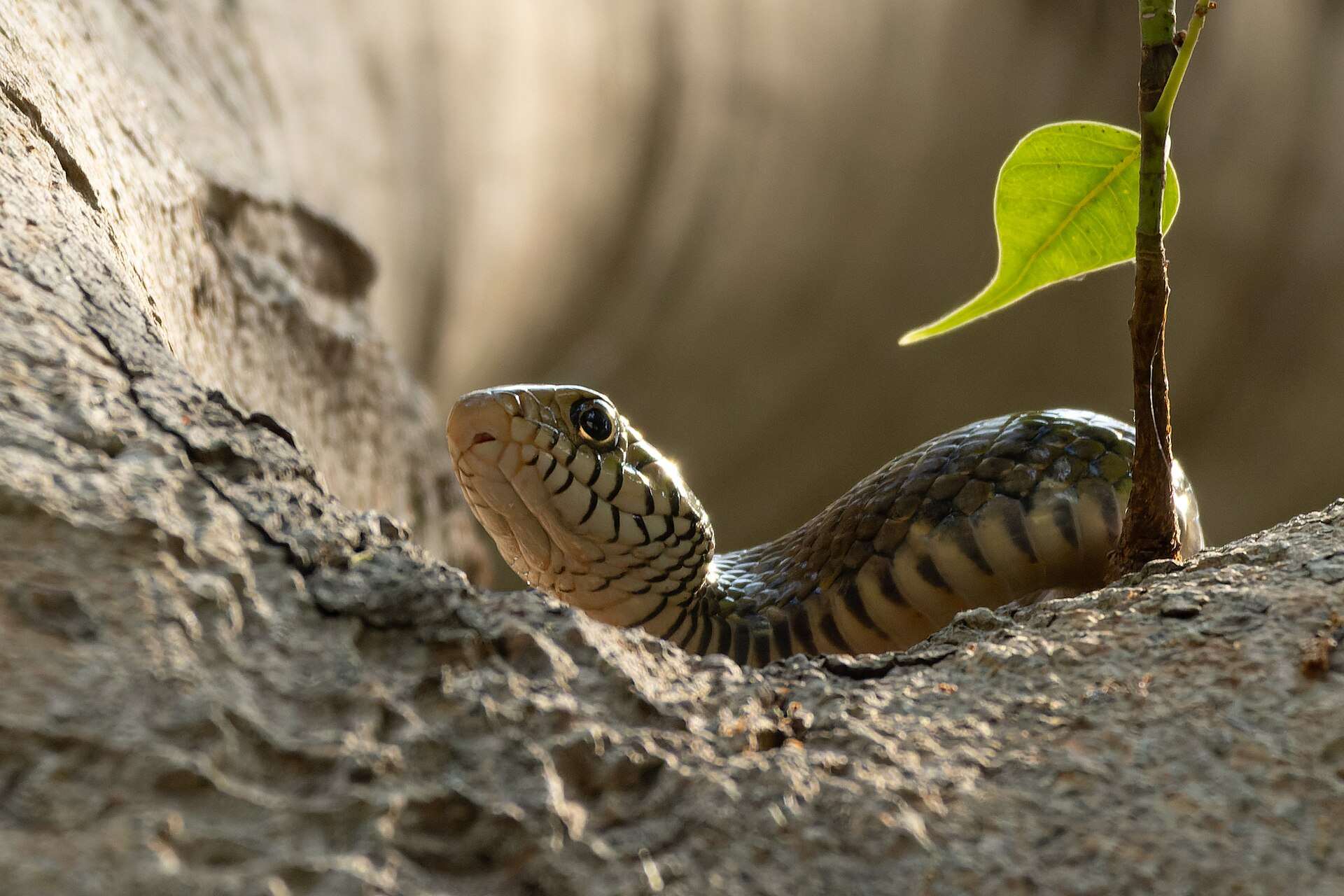 Indian rat snake resting on a tree branch, showing its large eye, black-edged lip scales and dark bands on the body